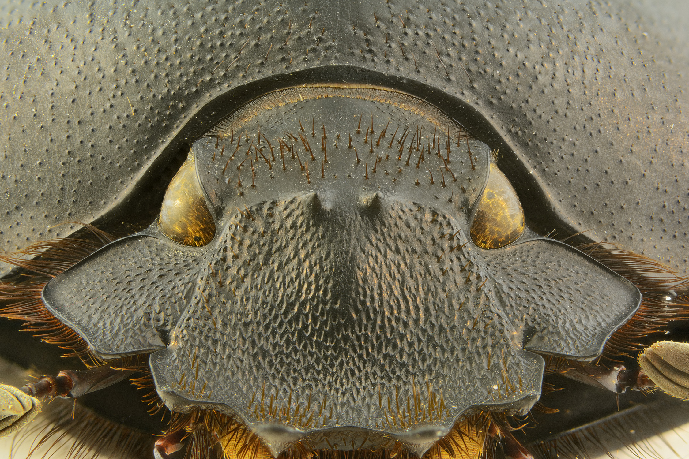 In the face of the beetle