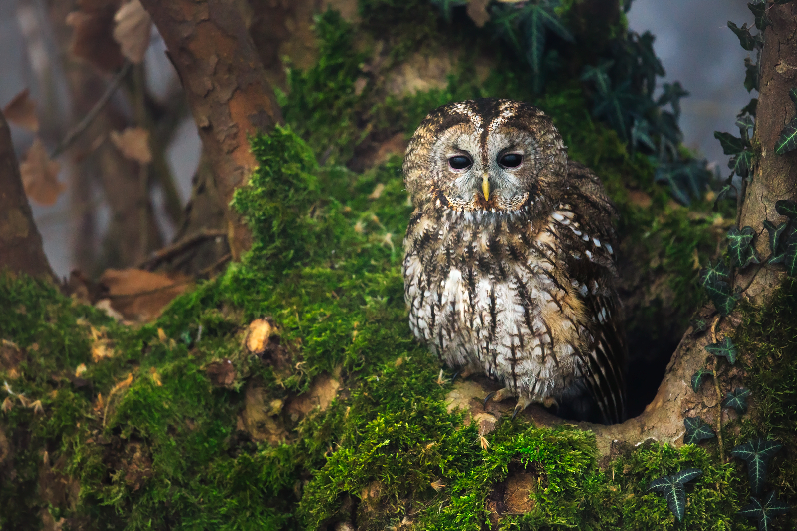 The tawny owl in the forest.