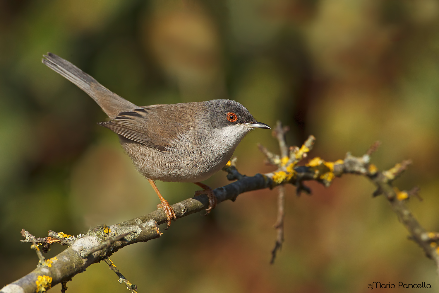 Occhiocotto femmina