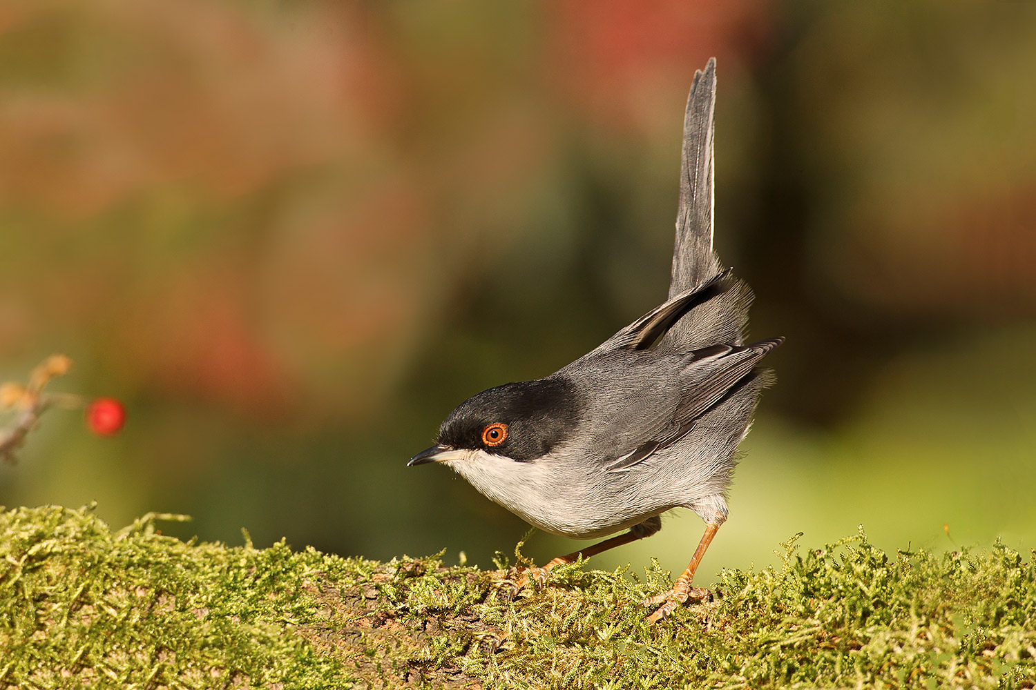 male warbler