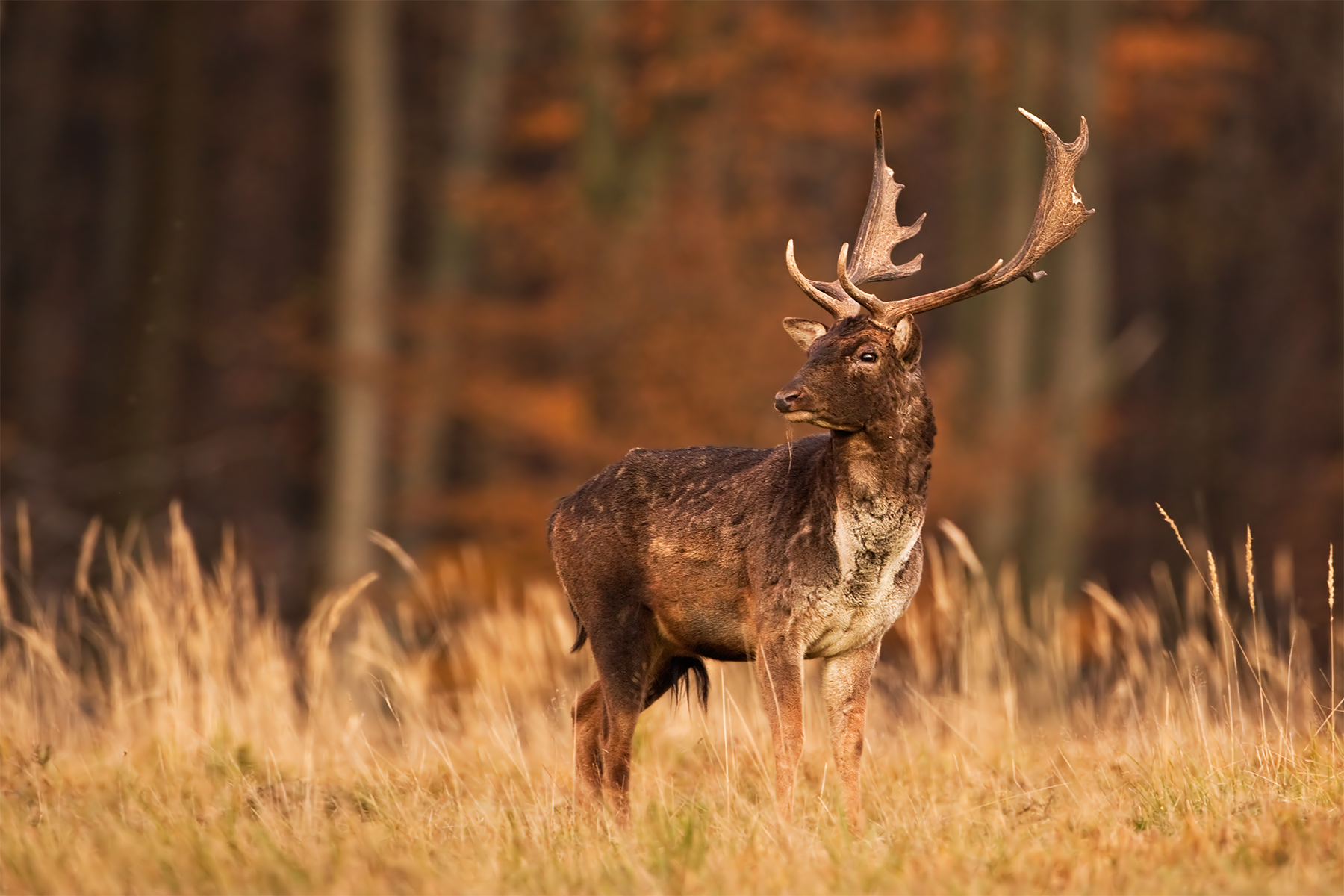 Dama dama (Daino) - Slovacchia