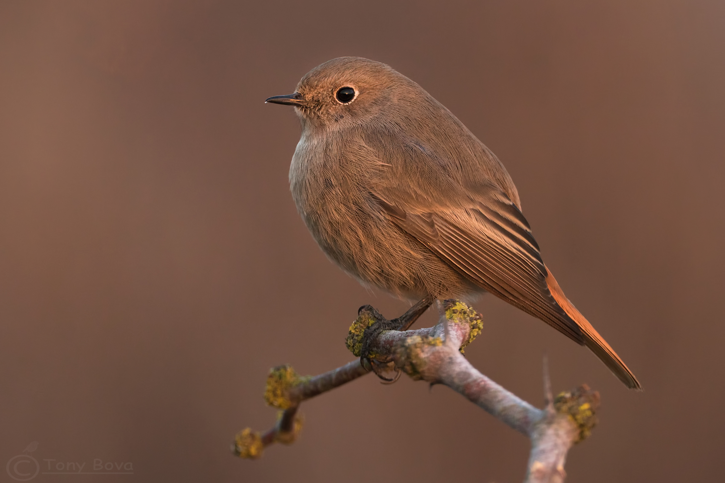 Phoenicurus ochruros female at first light ....