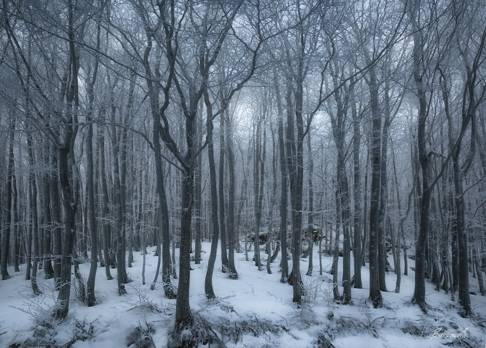 the plot of the beechwood