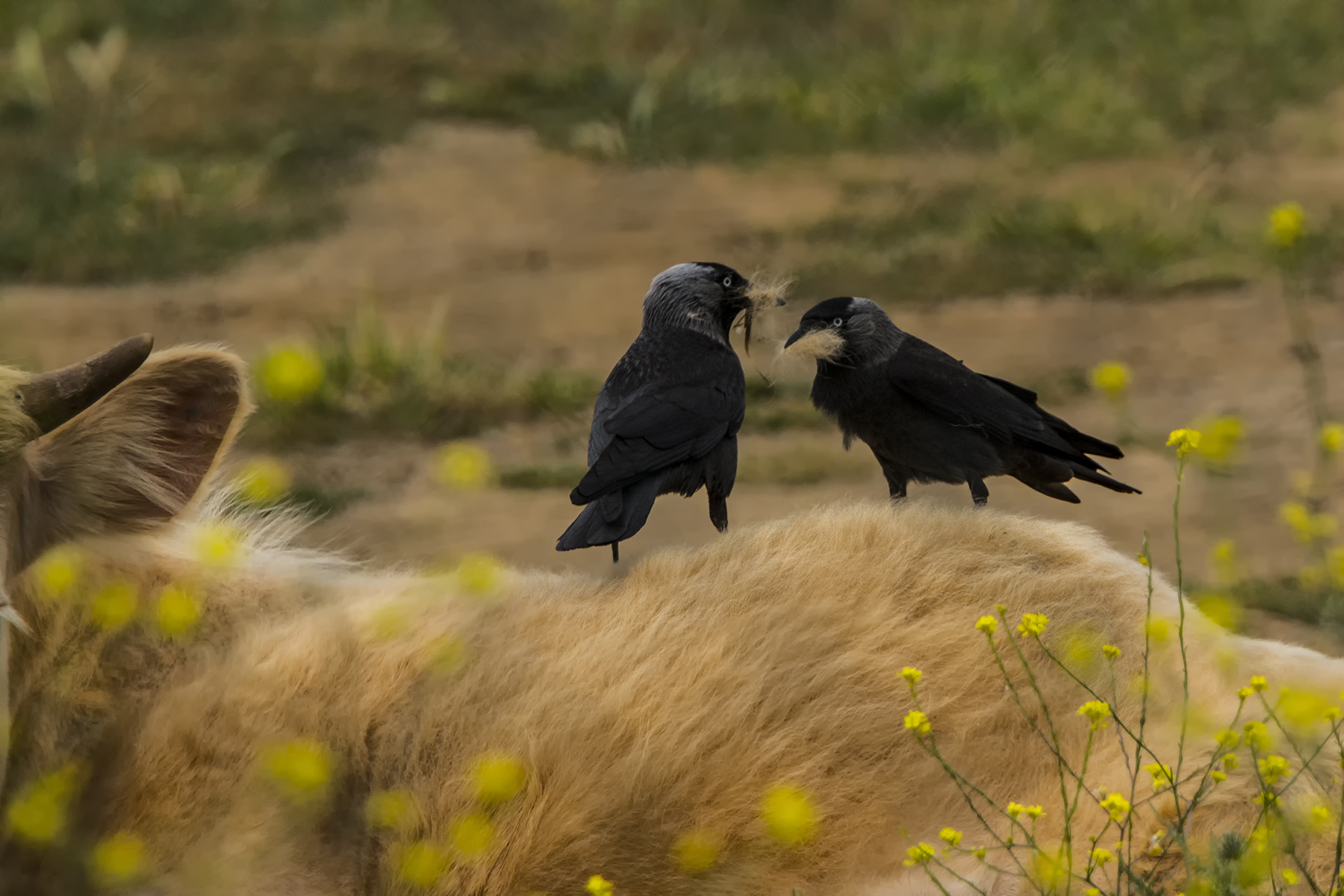 Le malefatte della Taccola