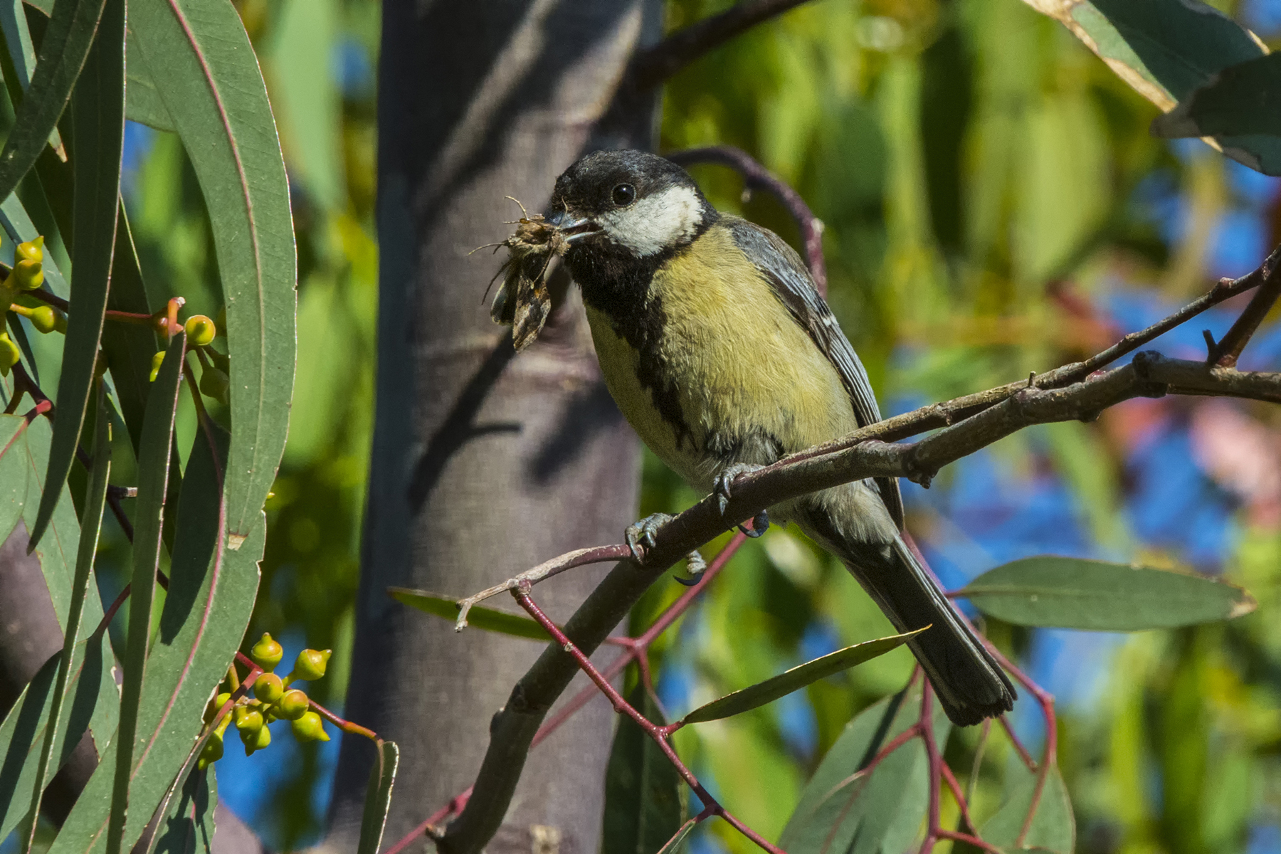 Cinciallegra con pasto