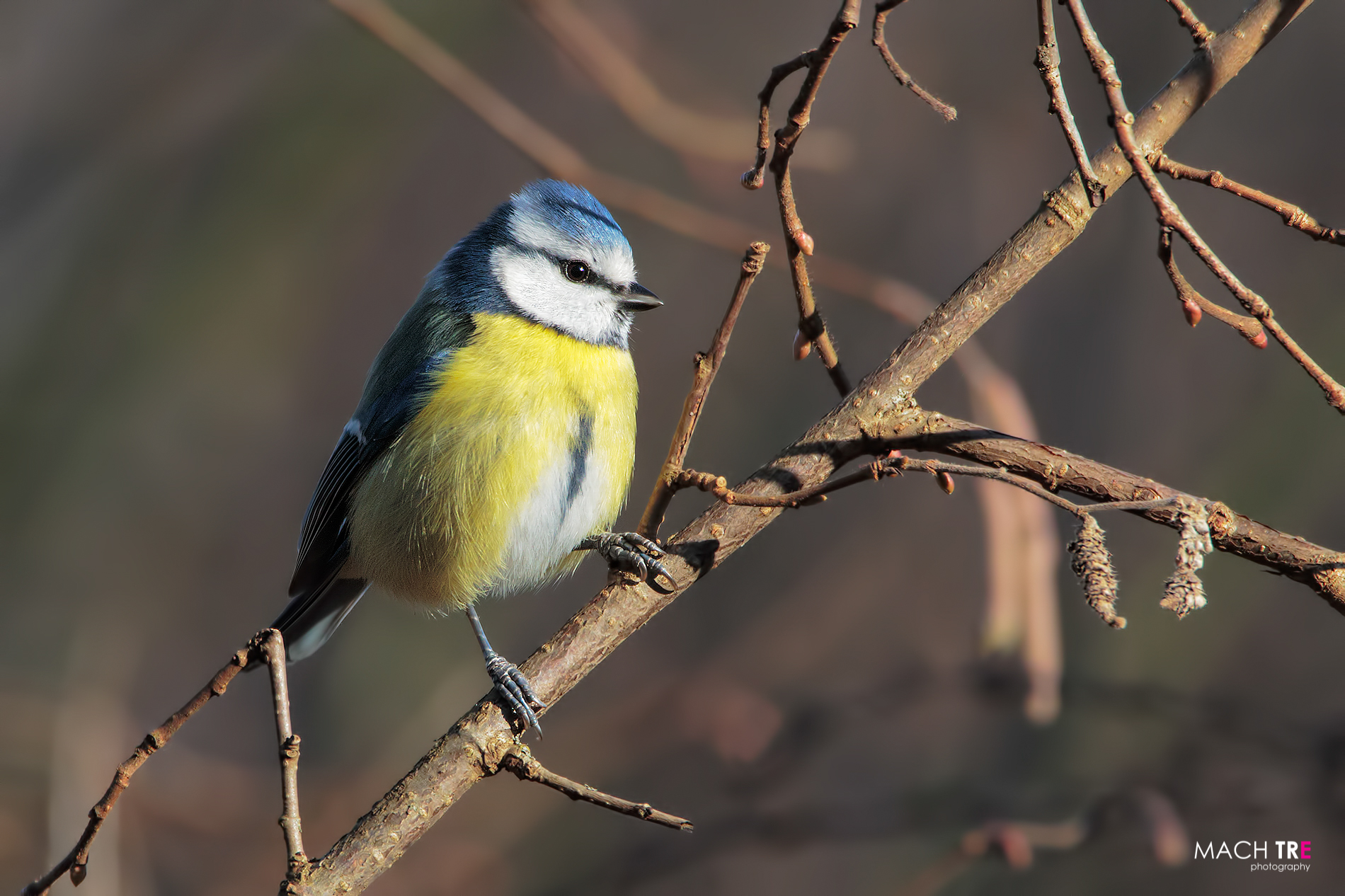 Cinciarella (Cyanistes caeruleus)