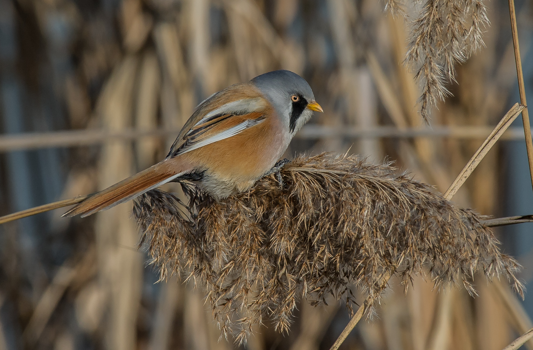 Bearded Tit