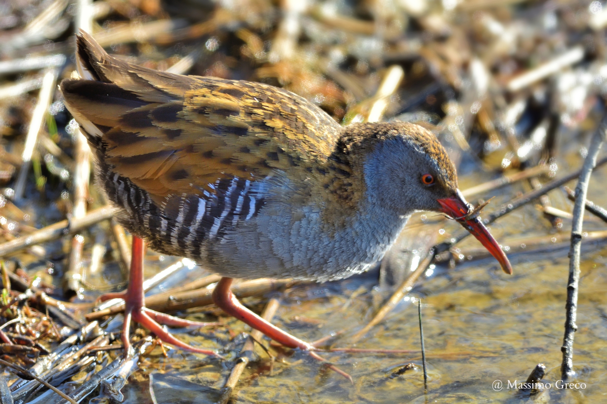 Water Rail