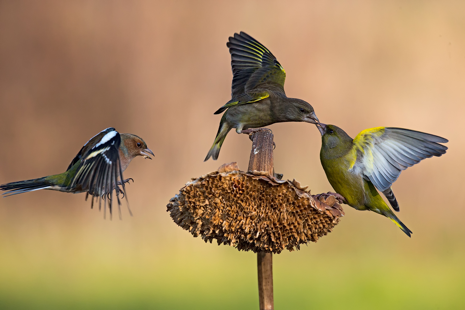 Greenfinch and chaffinch