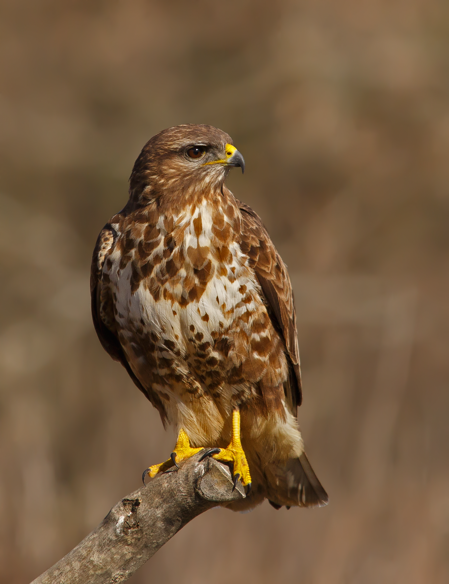 Buzzard