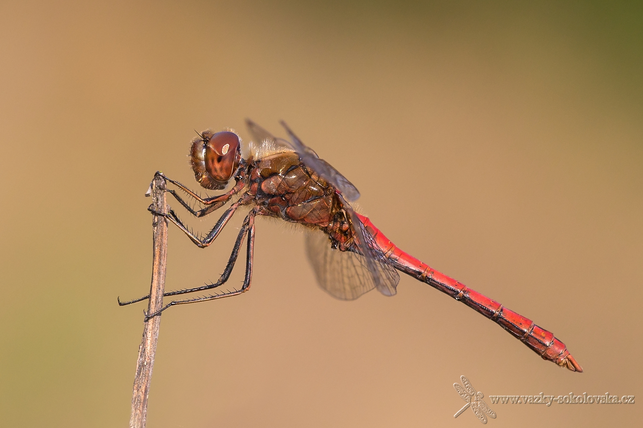Sympetrum vulgatum