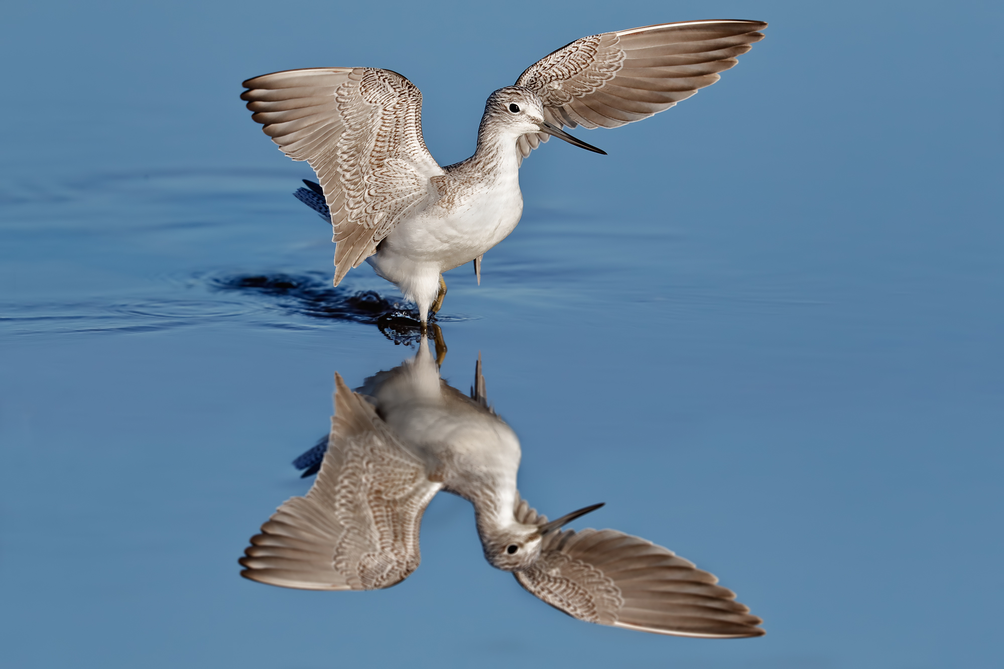 Il bianco e il blu - La pantana e il suo riflesso