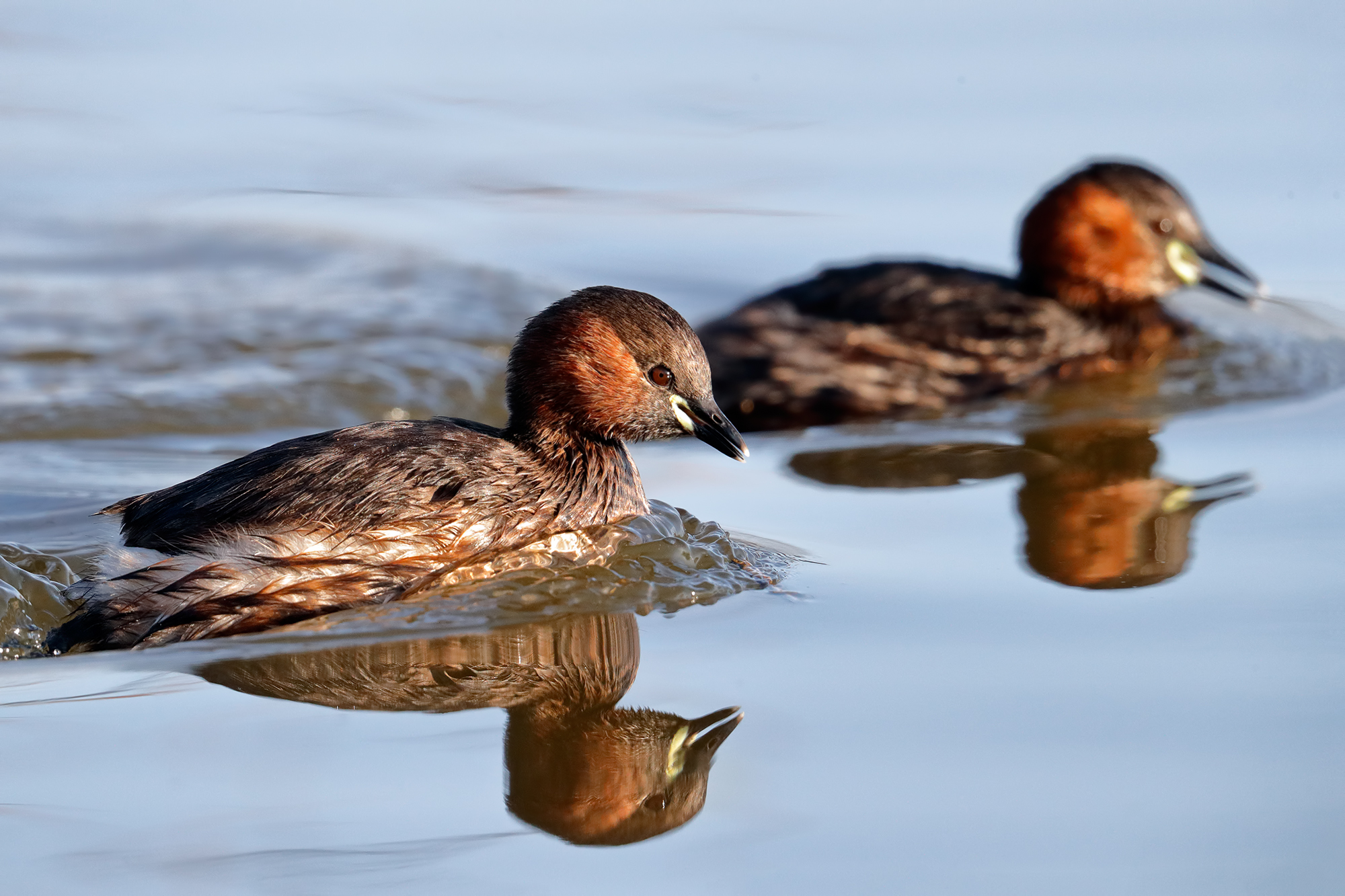 The courtship of little grebe