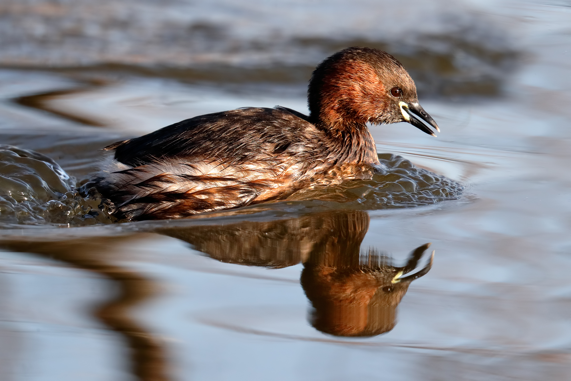 Little grebe
