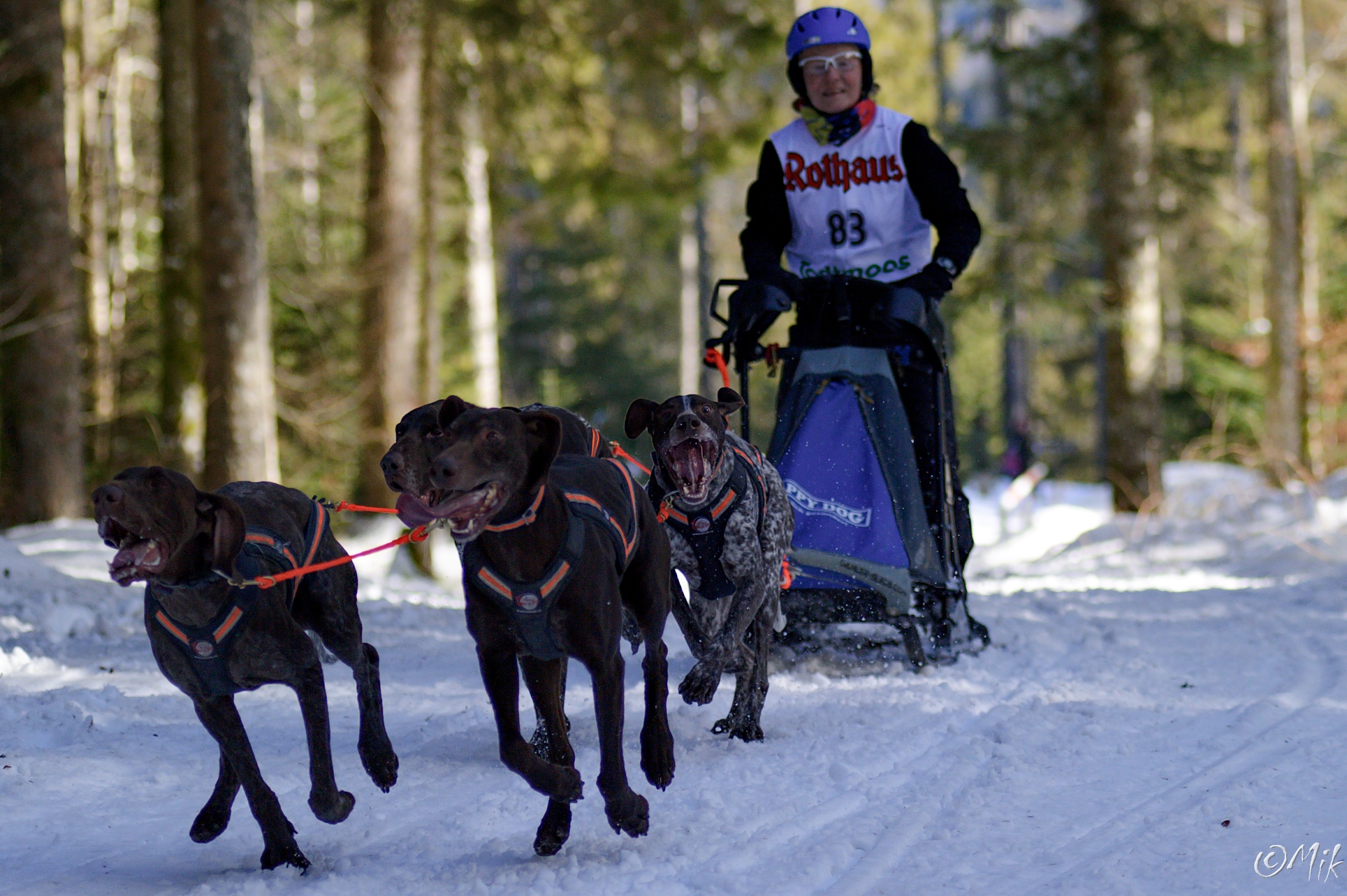 Internazionale di cani da slitta Race 2017 Todtmoos Foresta ...