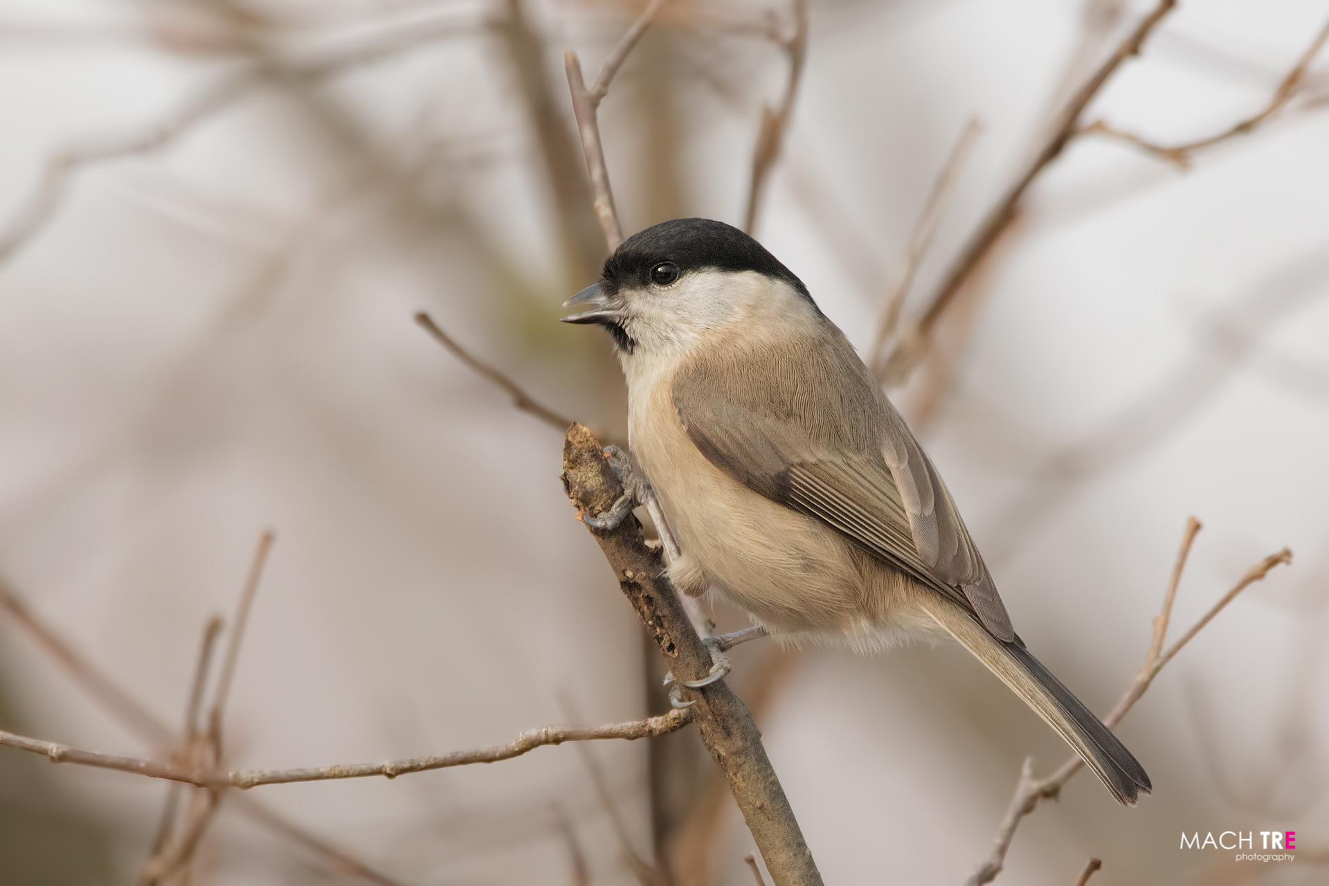 Cincia bigia (Poecile palustris)