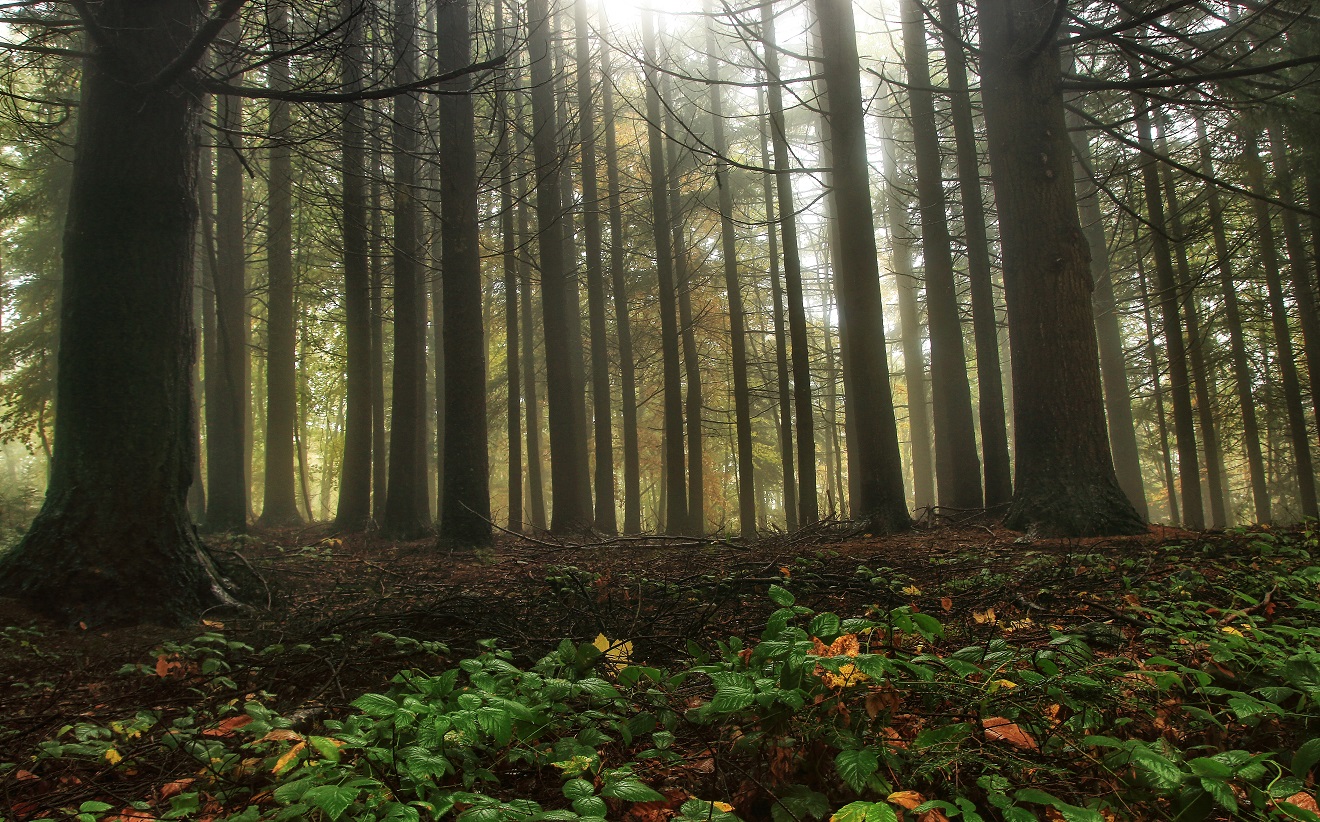 Sheltered fir plantations