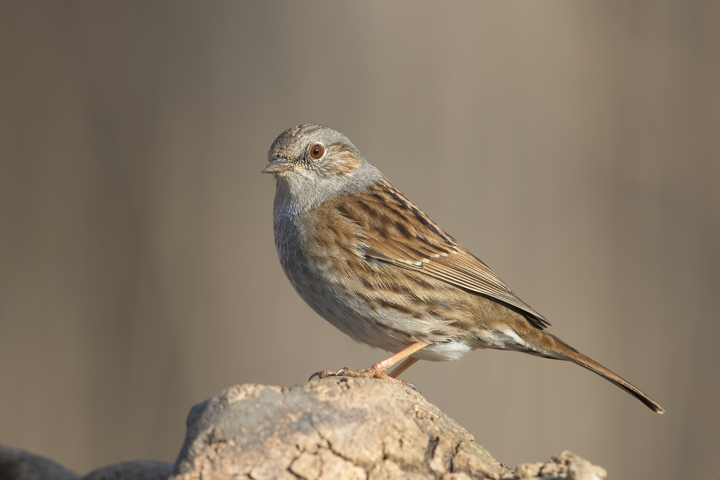 Passera ... Scopaiola!