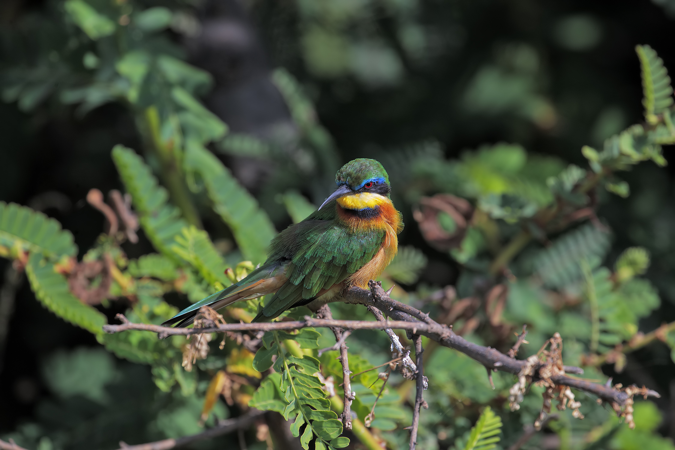 Gruccione pettazzurro