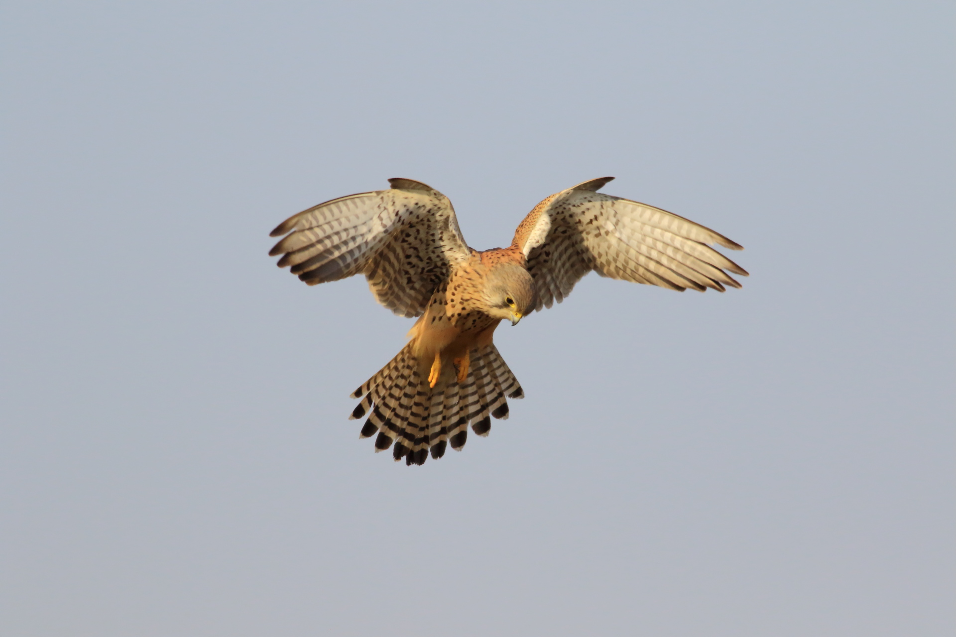 Kestrel