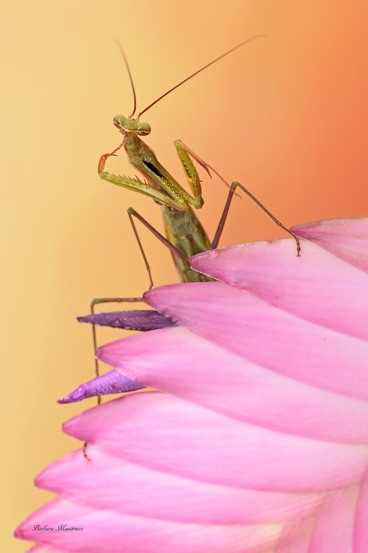 You know 'beautiful is born!