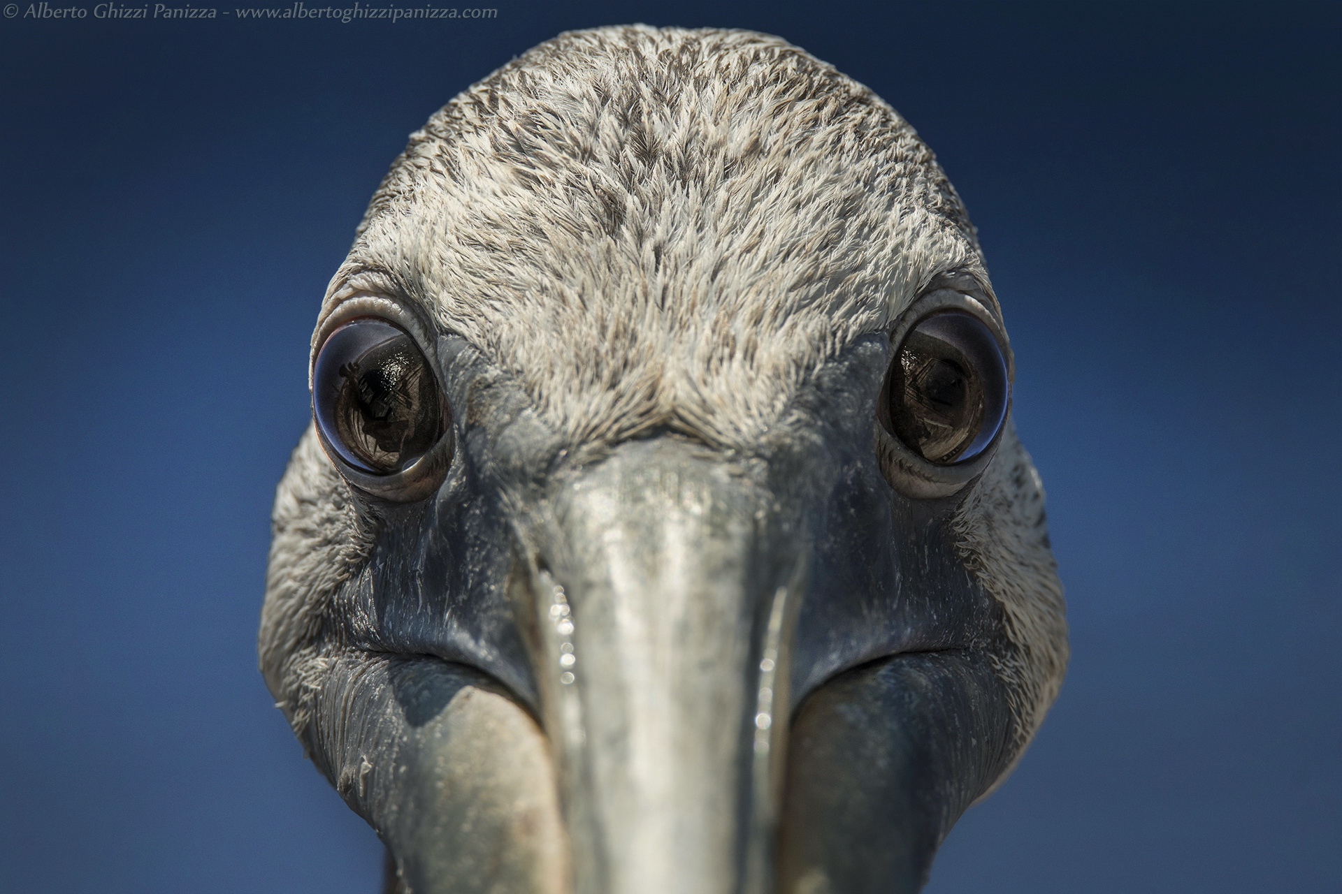The inscrutable gaze Pelican