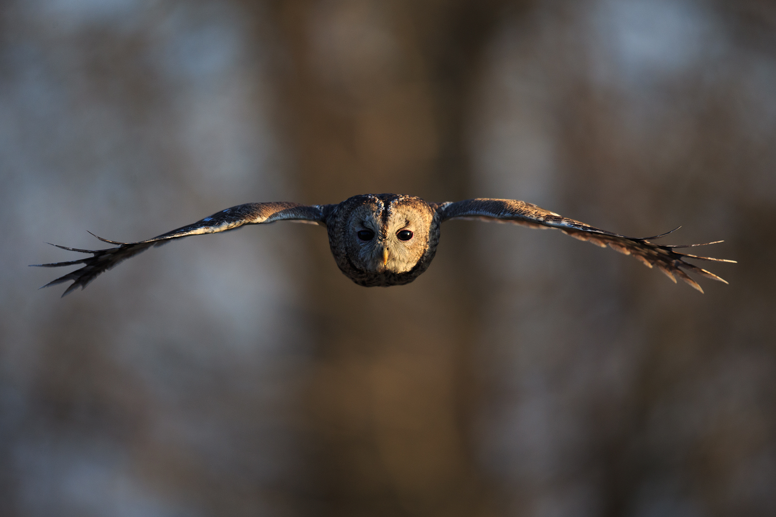 Volo frontale autunnale.