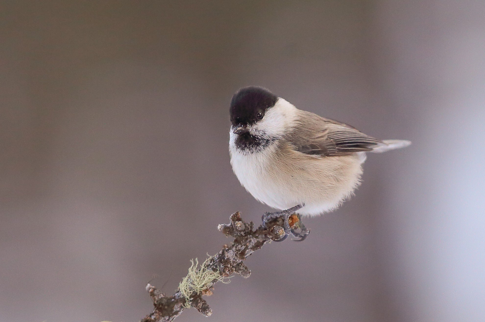 Cincia bigia alpestre