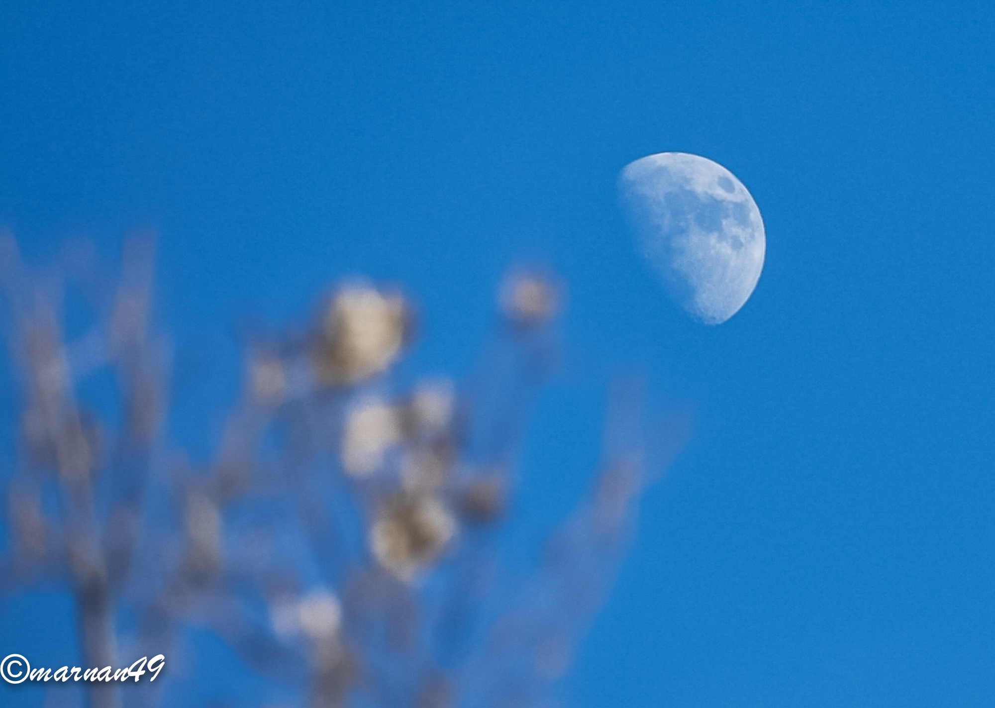 Moon between the branches