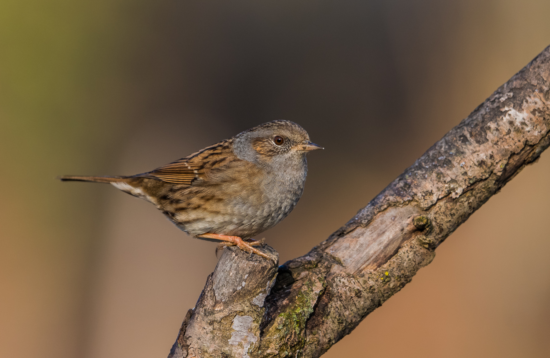 dunnock