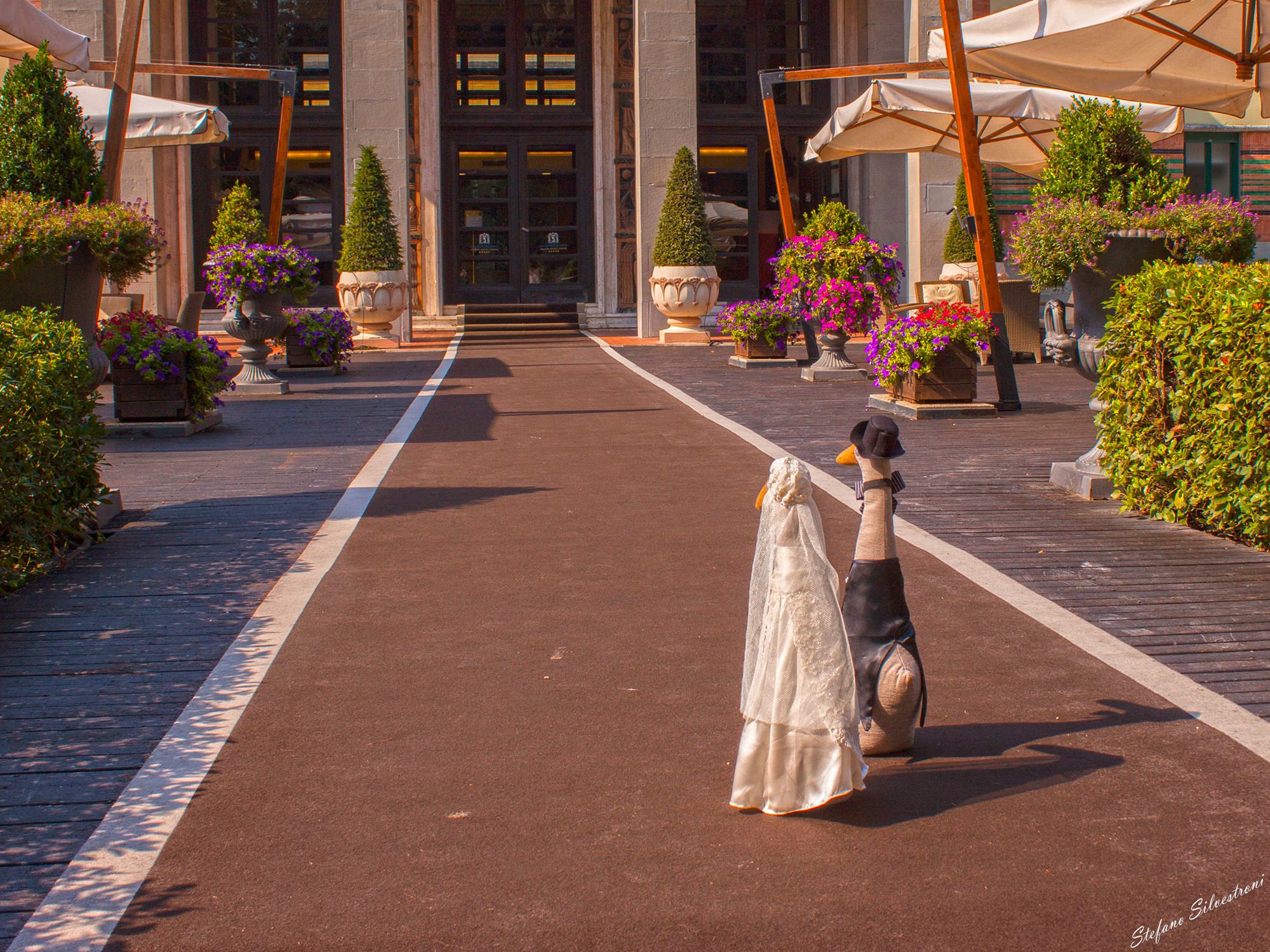 Papera Petronilla ed Arcibaldo, oggi sposi.