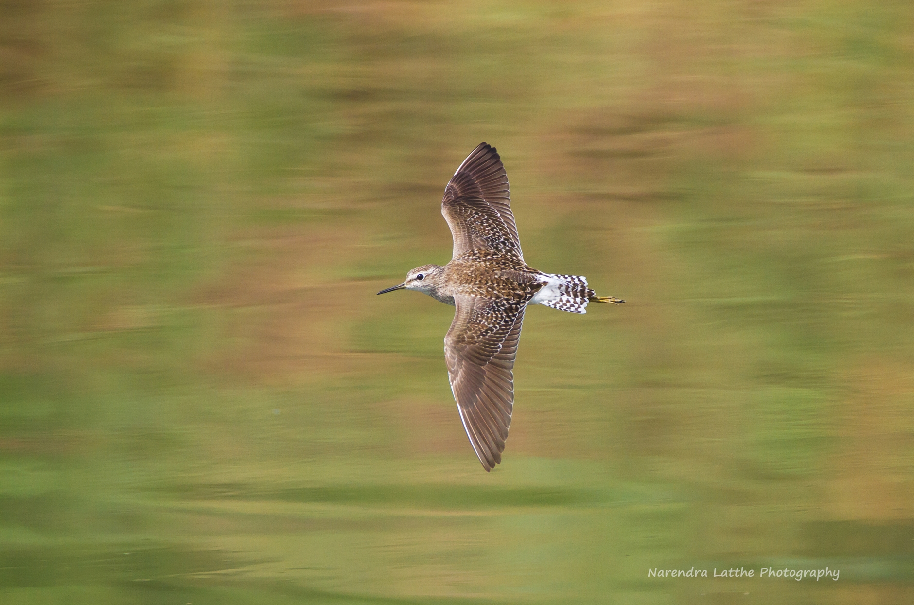 Wood Sandpiper Flight