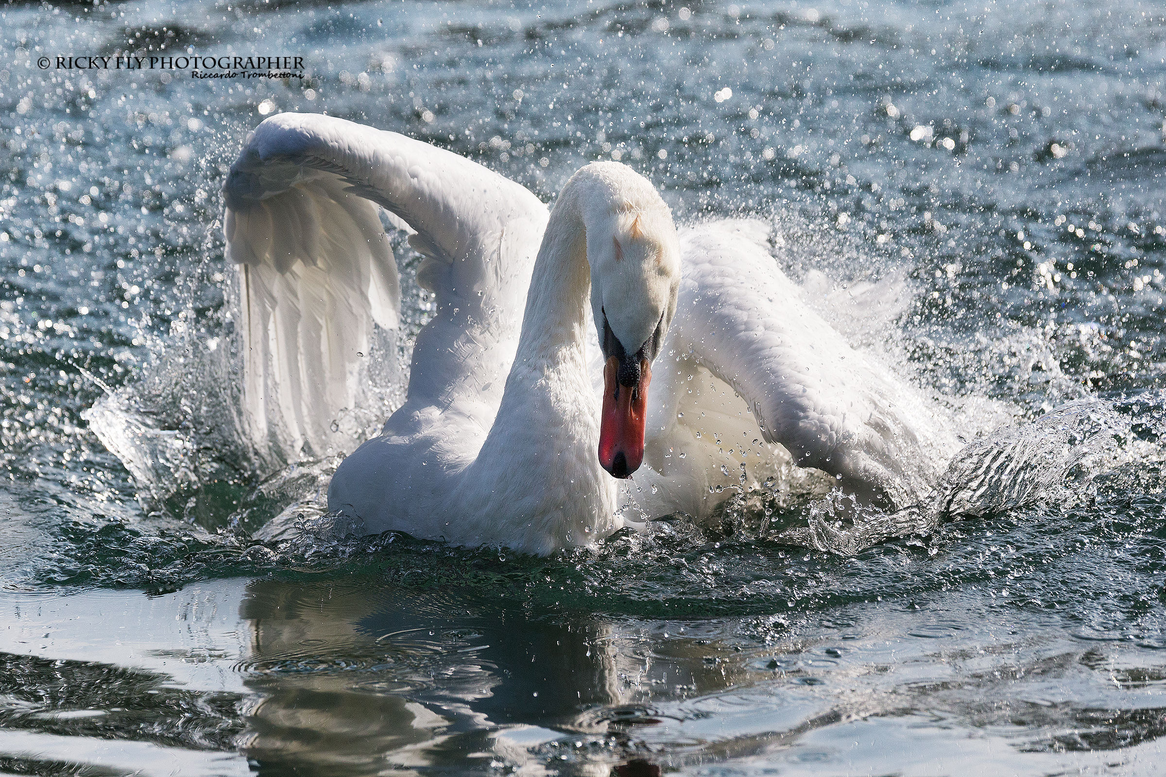 The Toilet of the Swan