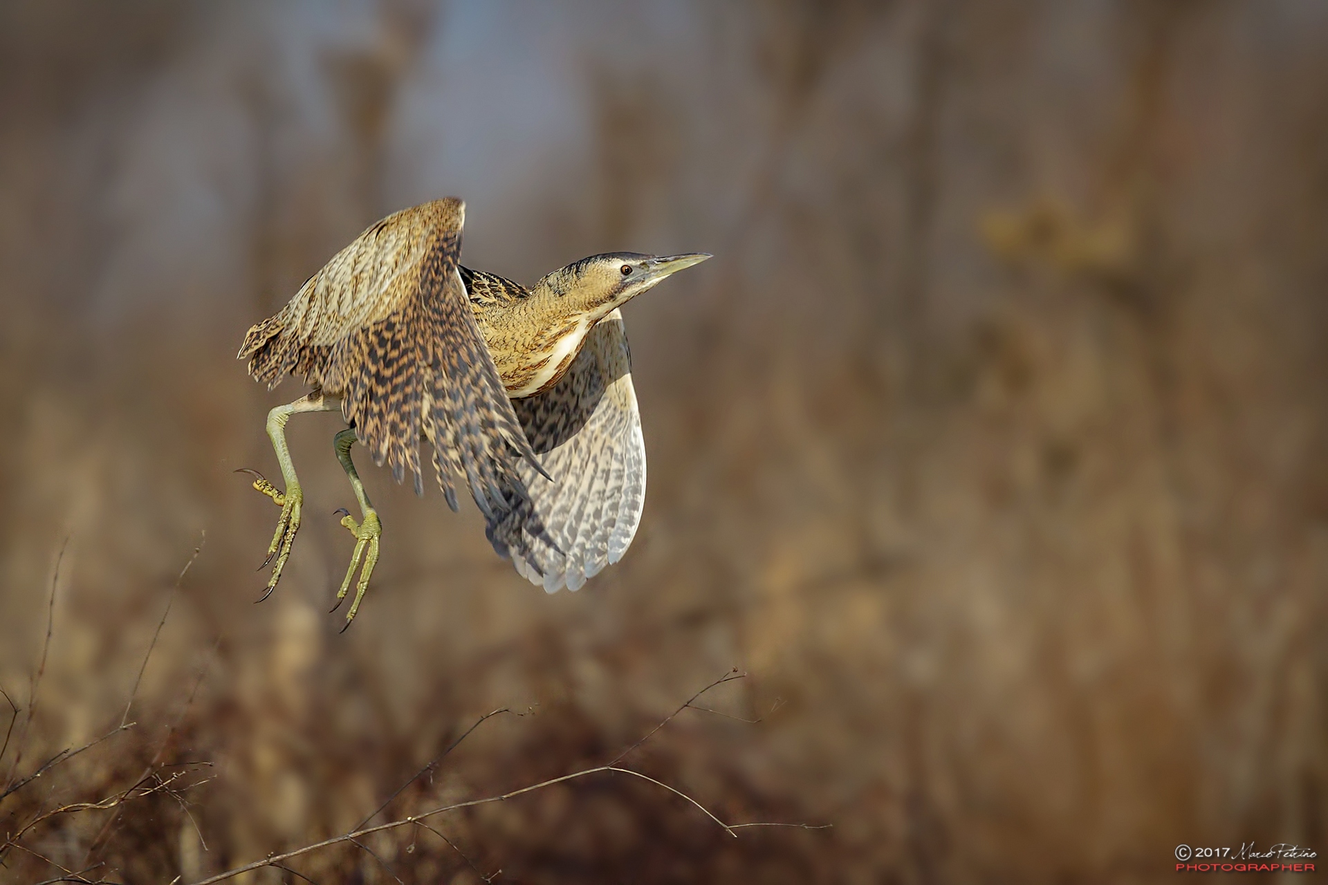 Bittern (Botaurus stellaris) - Eurasian bittern