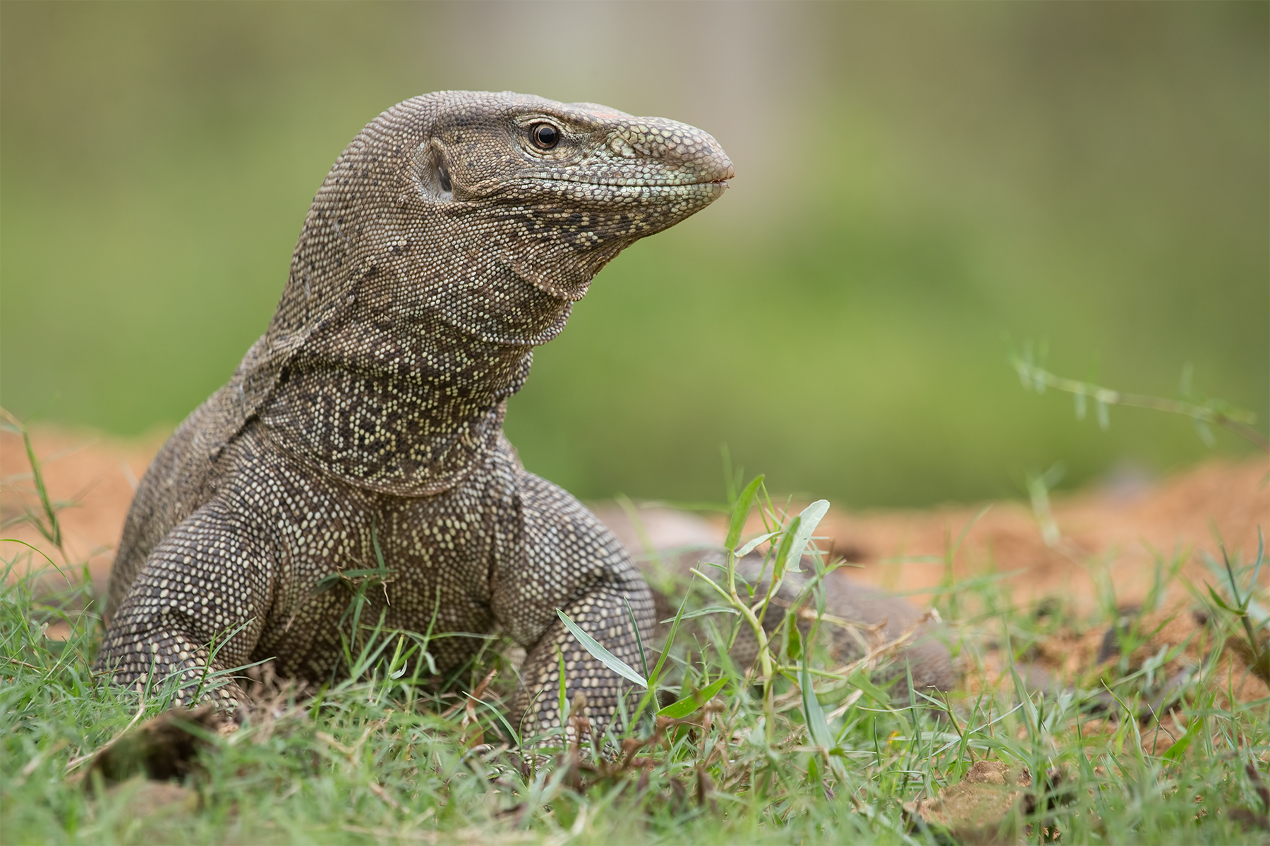 Varanus benghalensis (monitor Bengal) - Sri Lanka