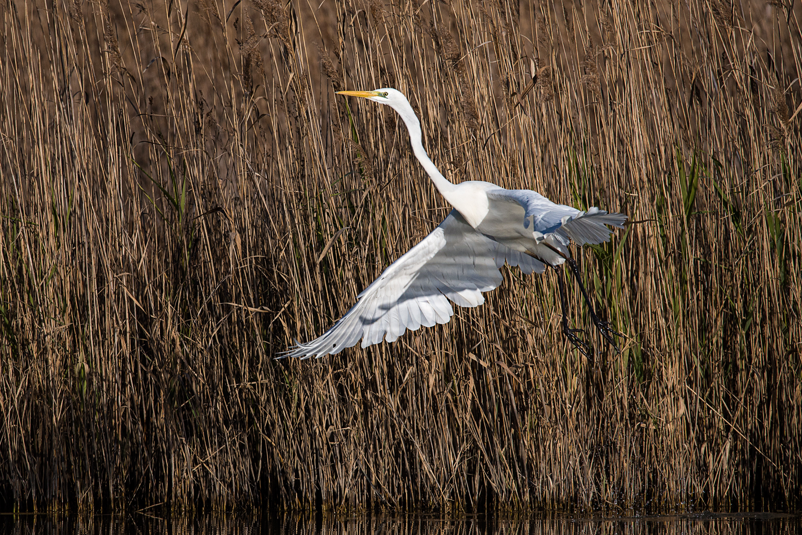 Great Egret