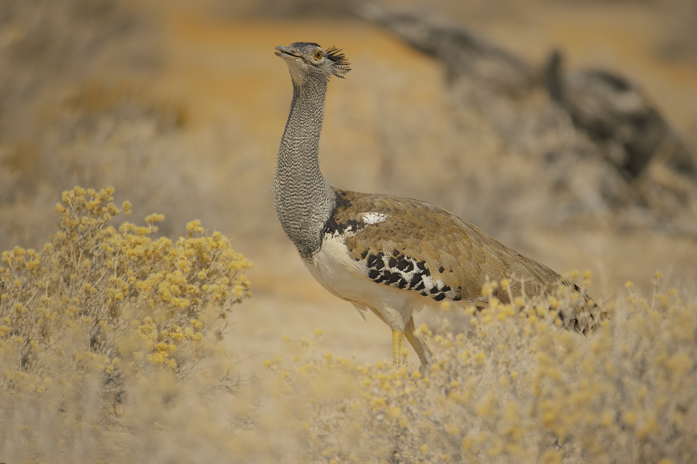 The curious Bustard