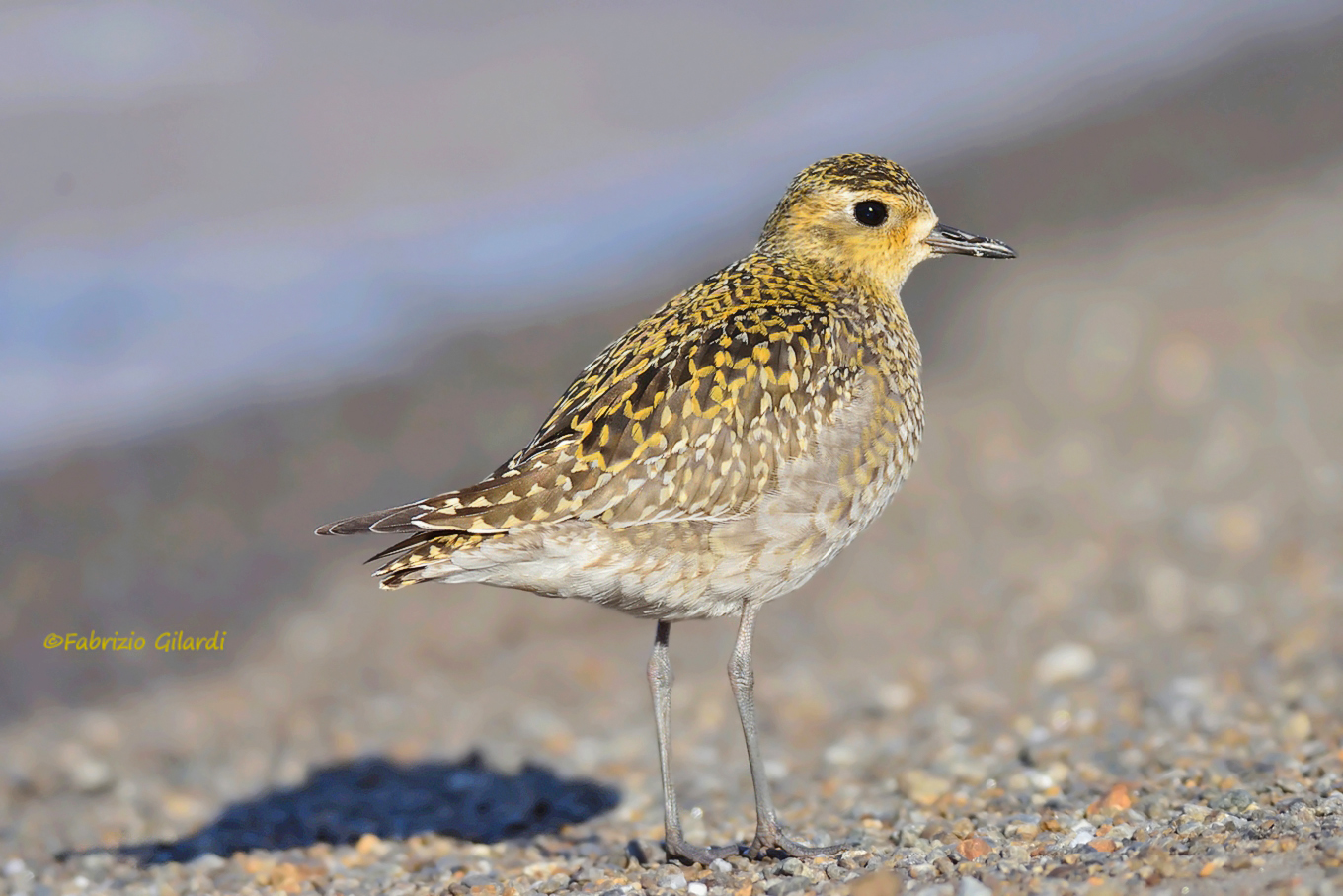 Eastern plover (Pluvialis fulva)