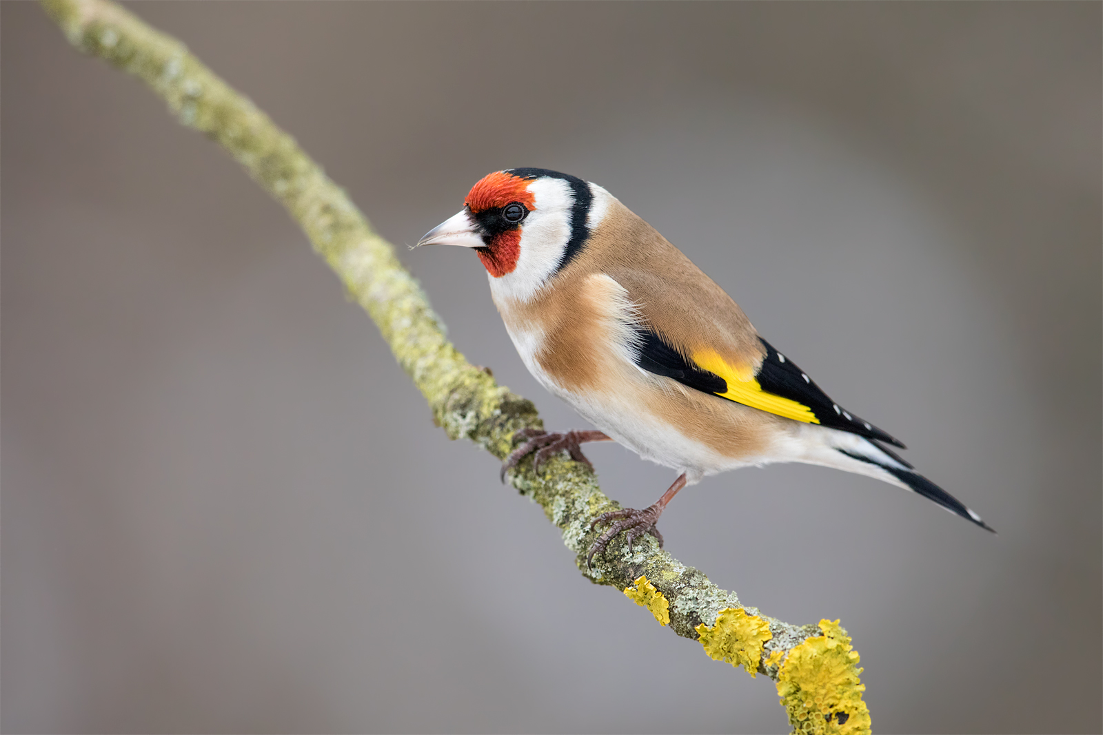 cardellino (Carduelis carduelis)