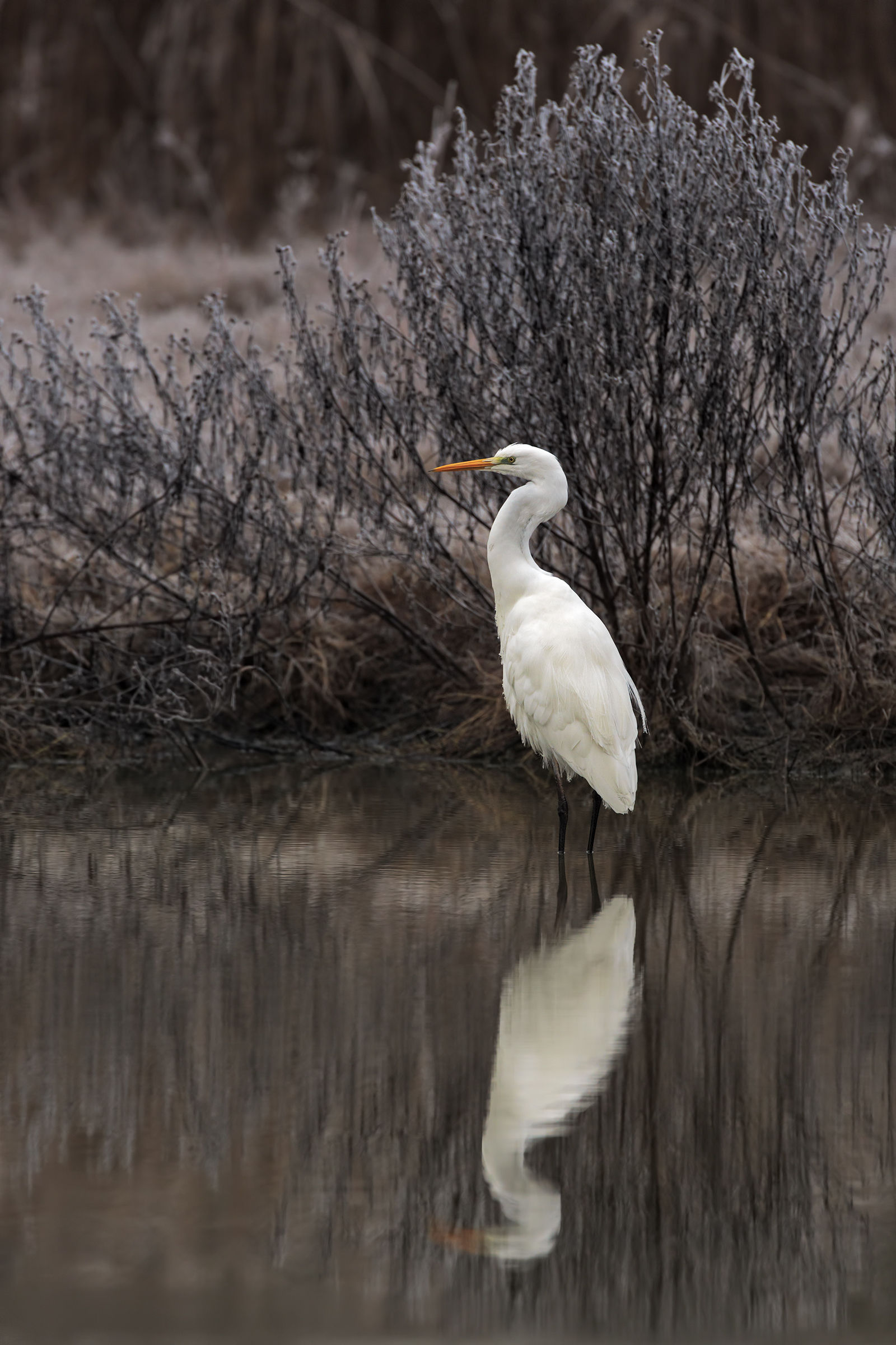 Heron in the cold