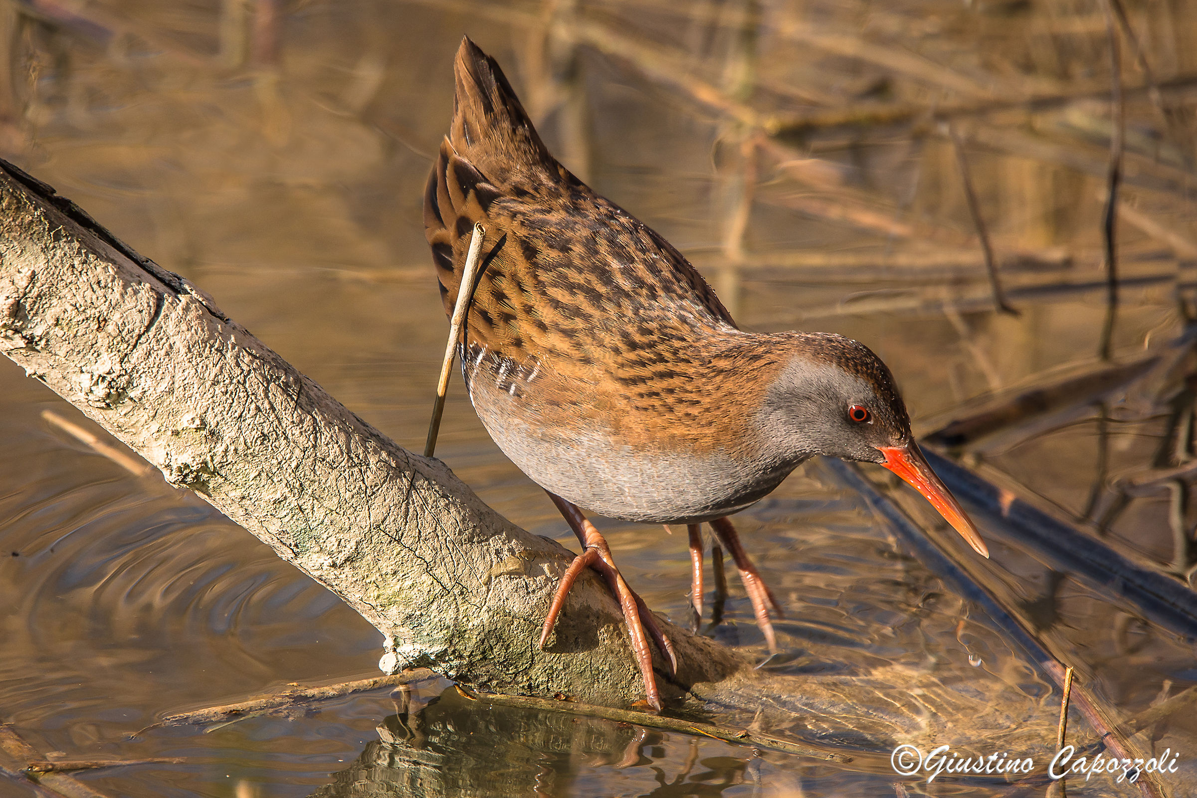 Water Rail