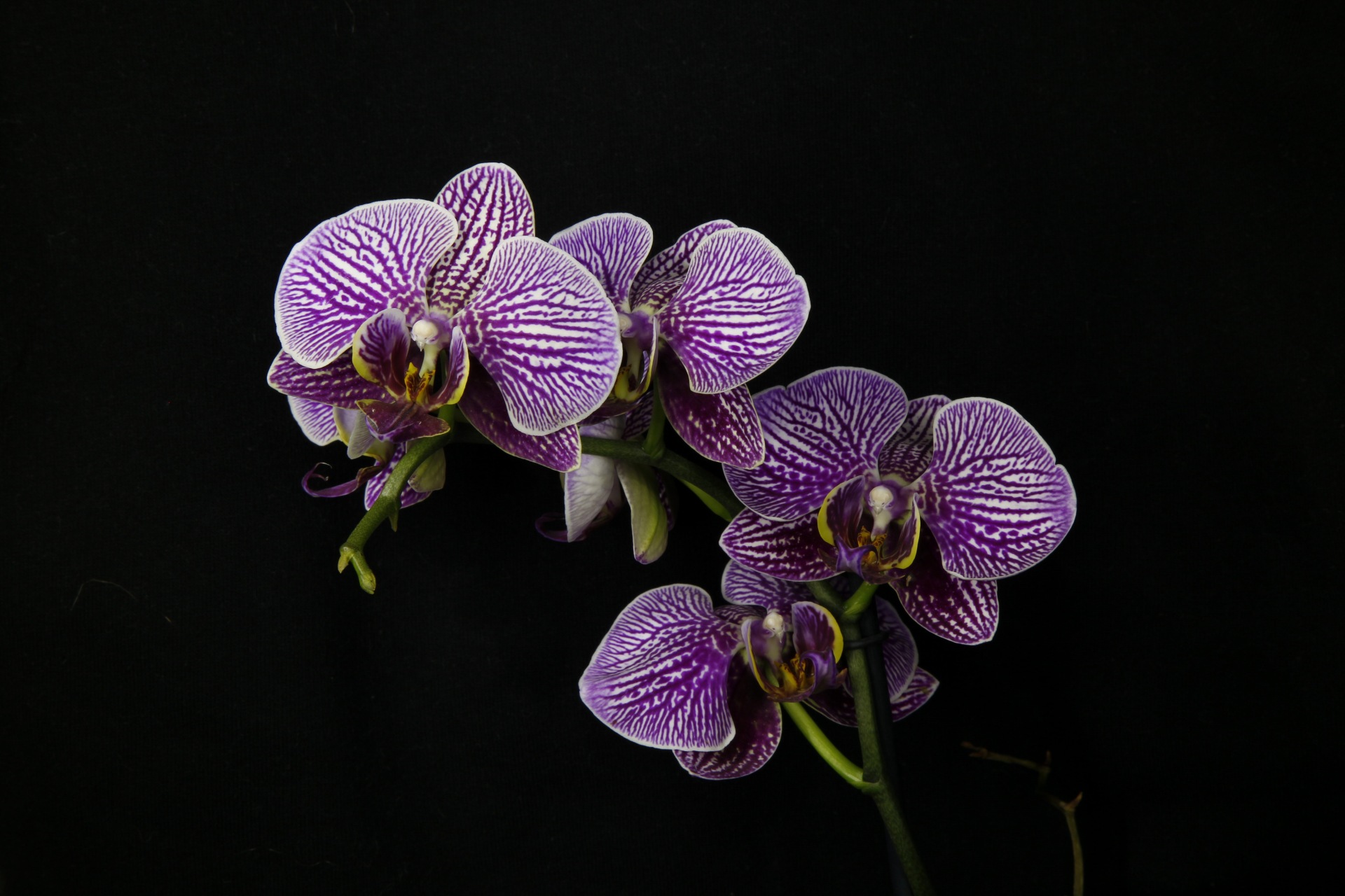 Le orchidee di mia moglie