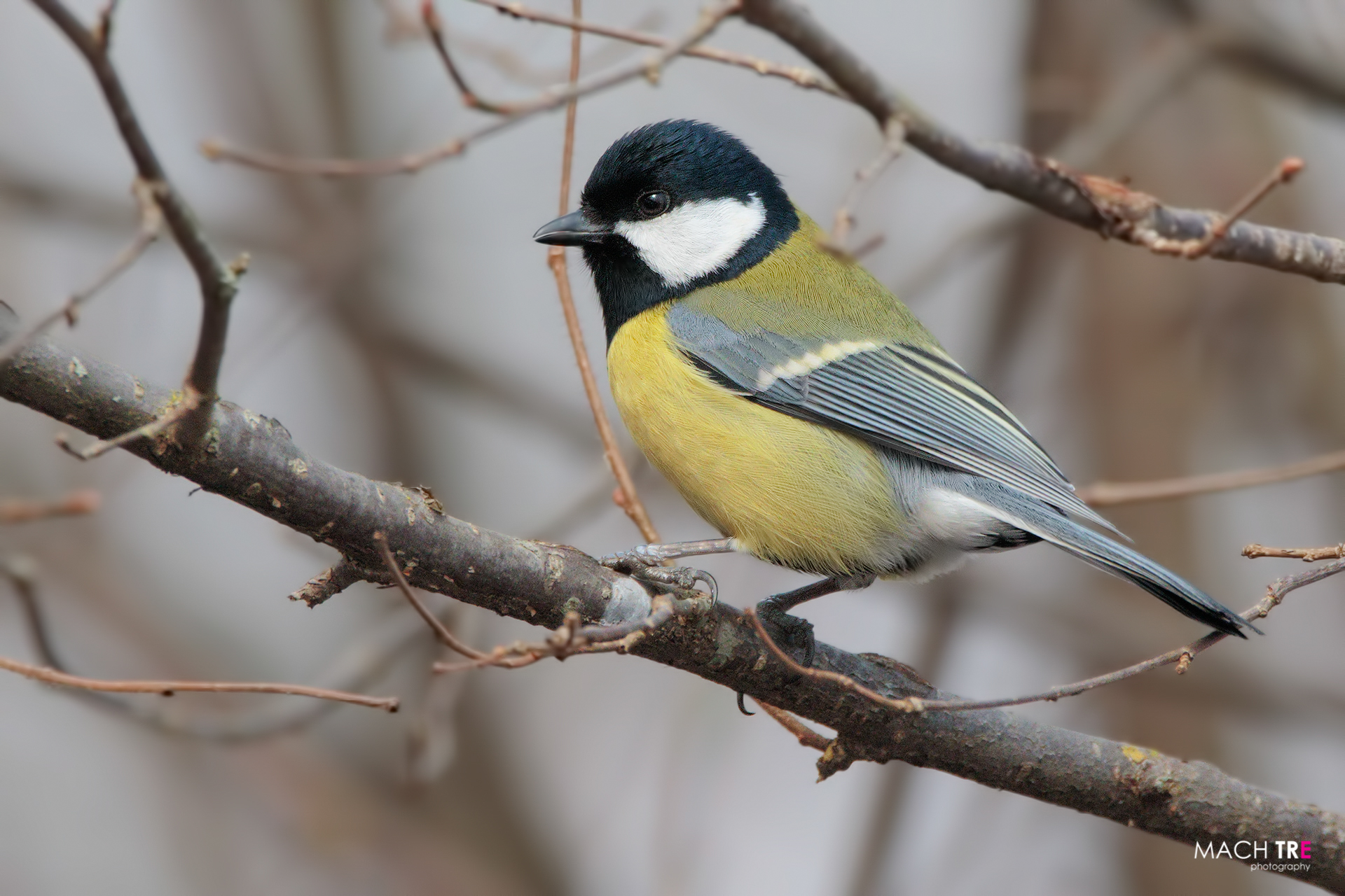 Cinciallegra (Parus major)