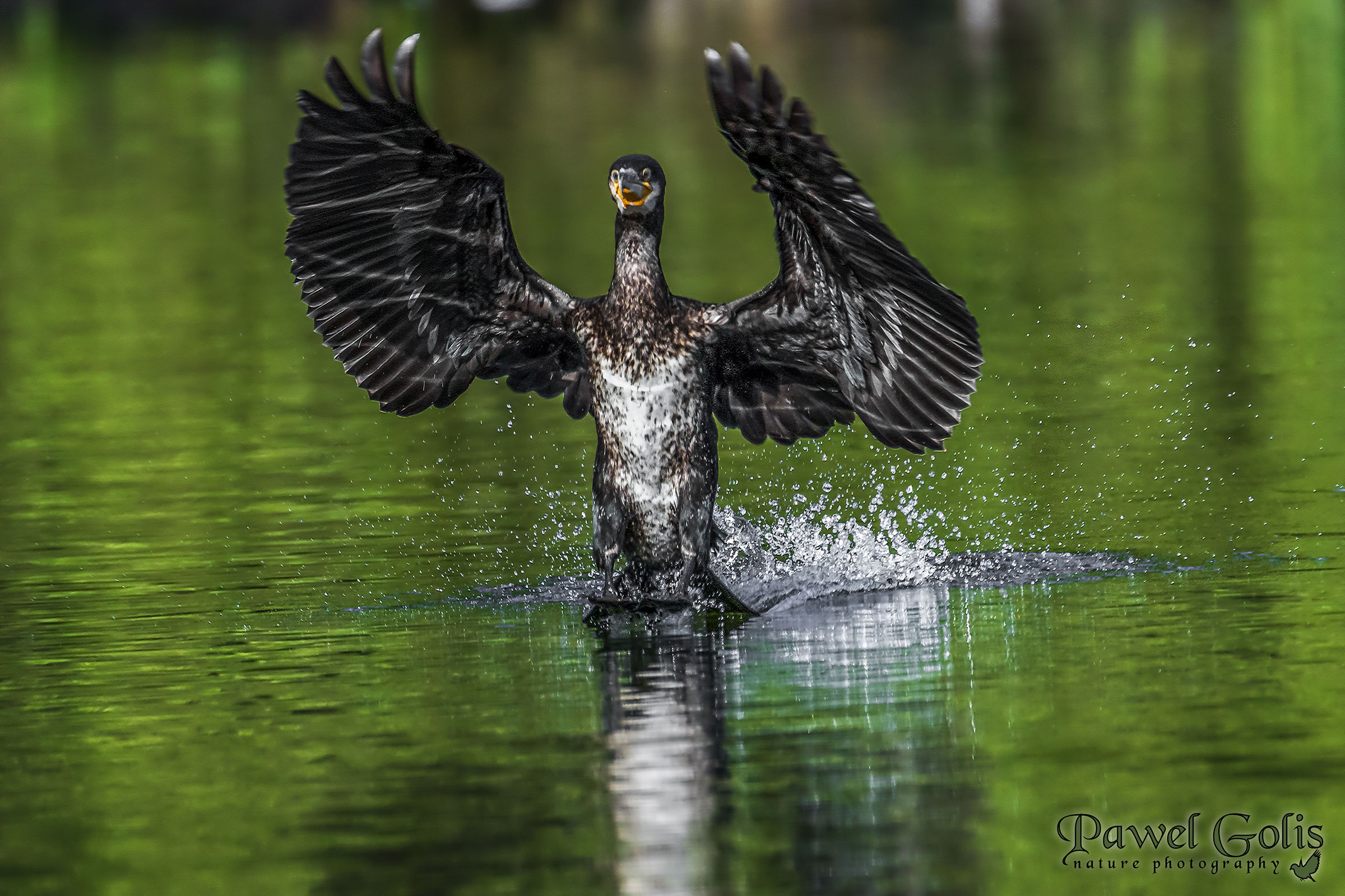 Cormorant