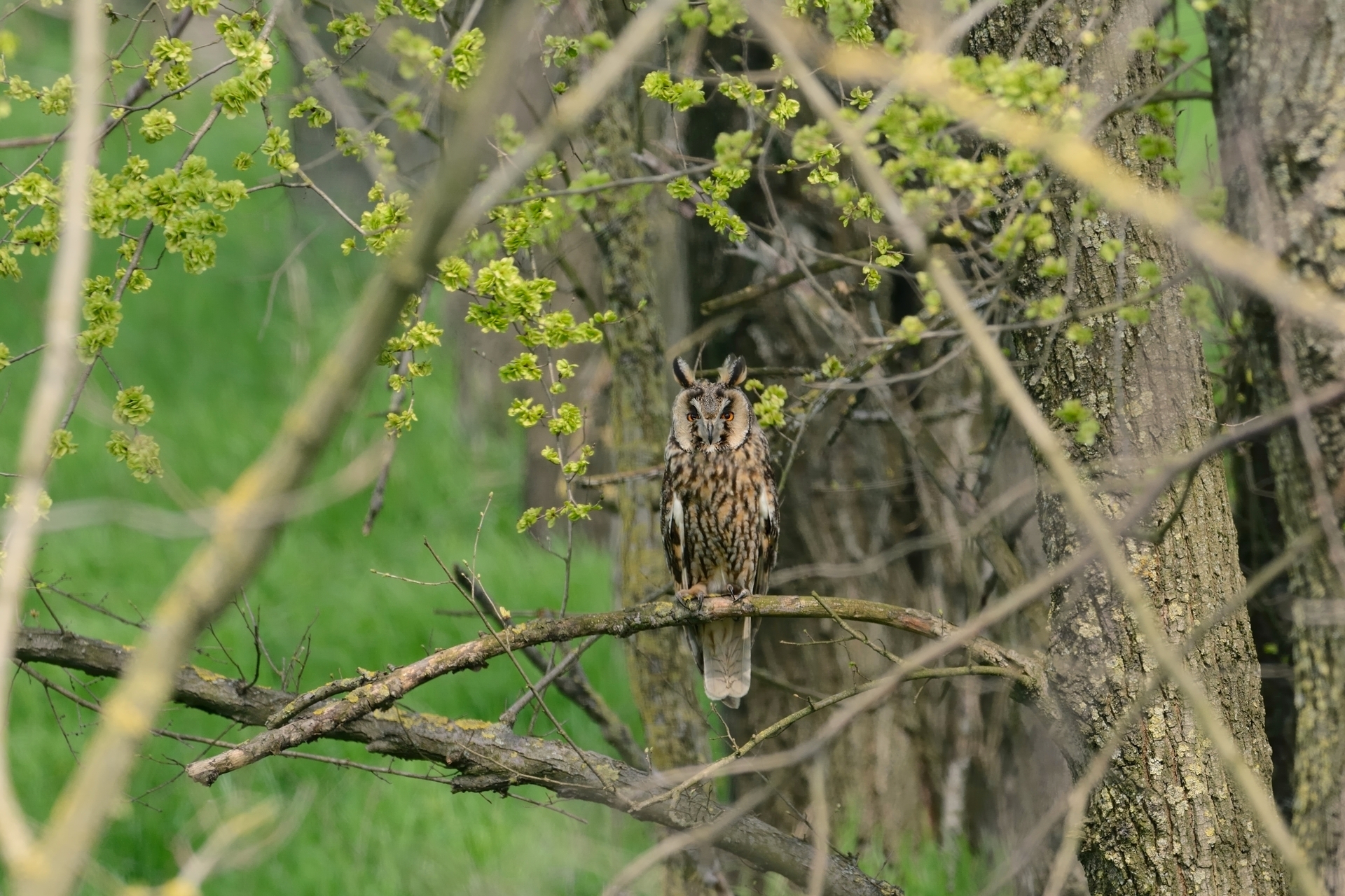 Memories of spring.(Asio Otus).