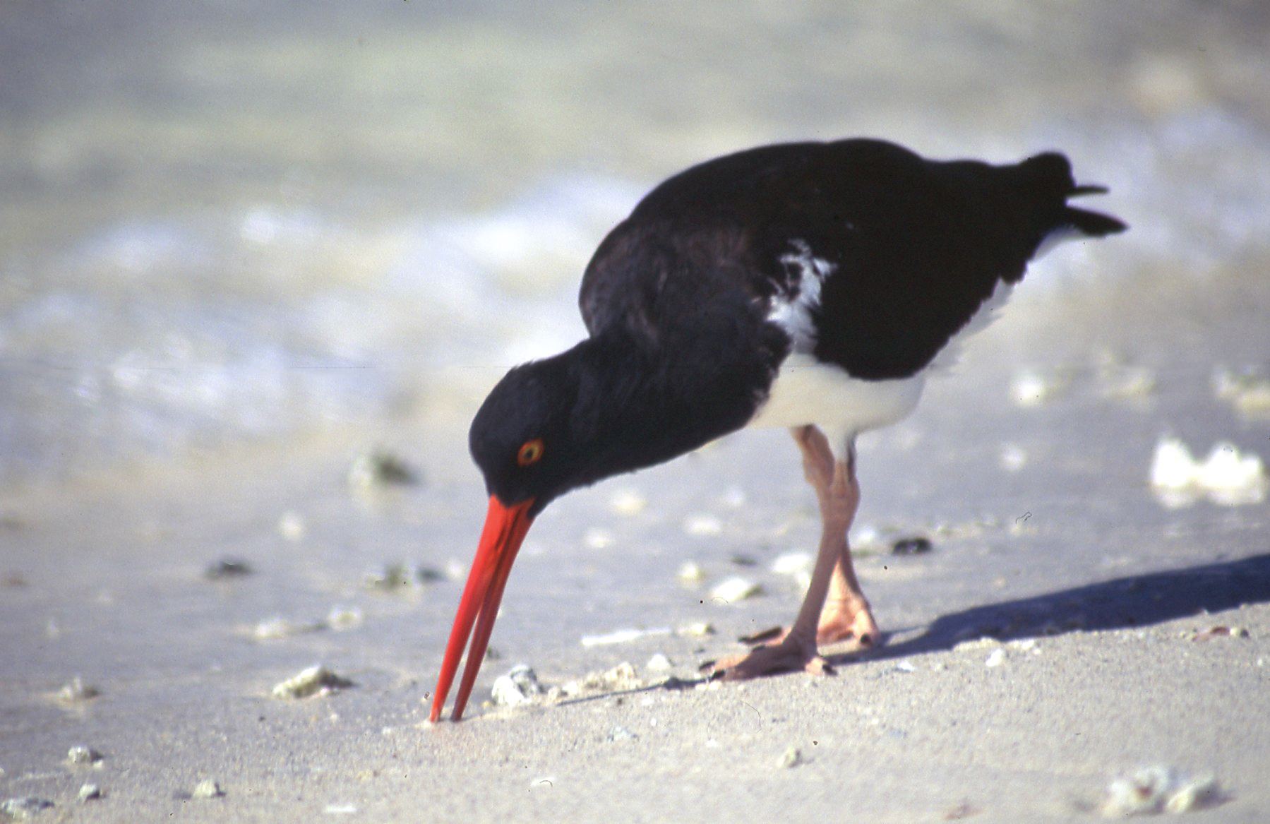 Oystercatcher