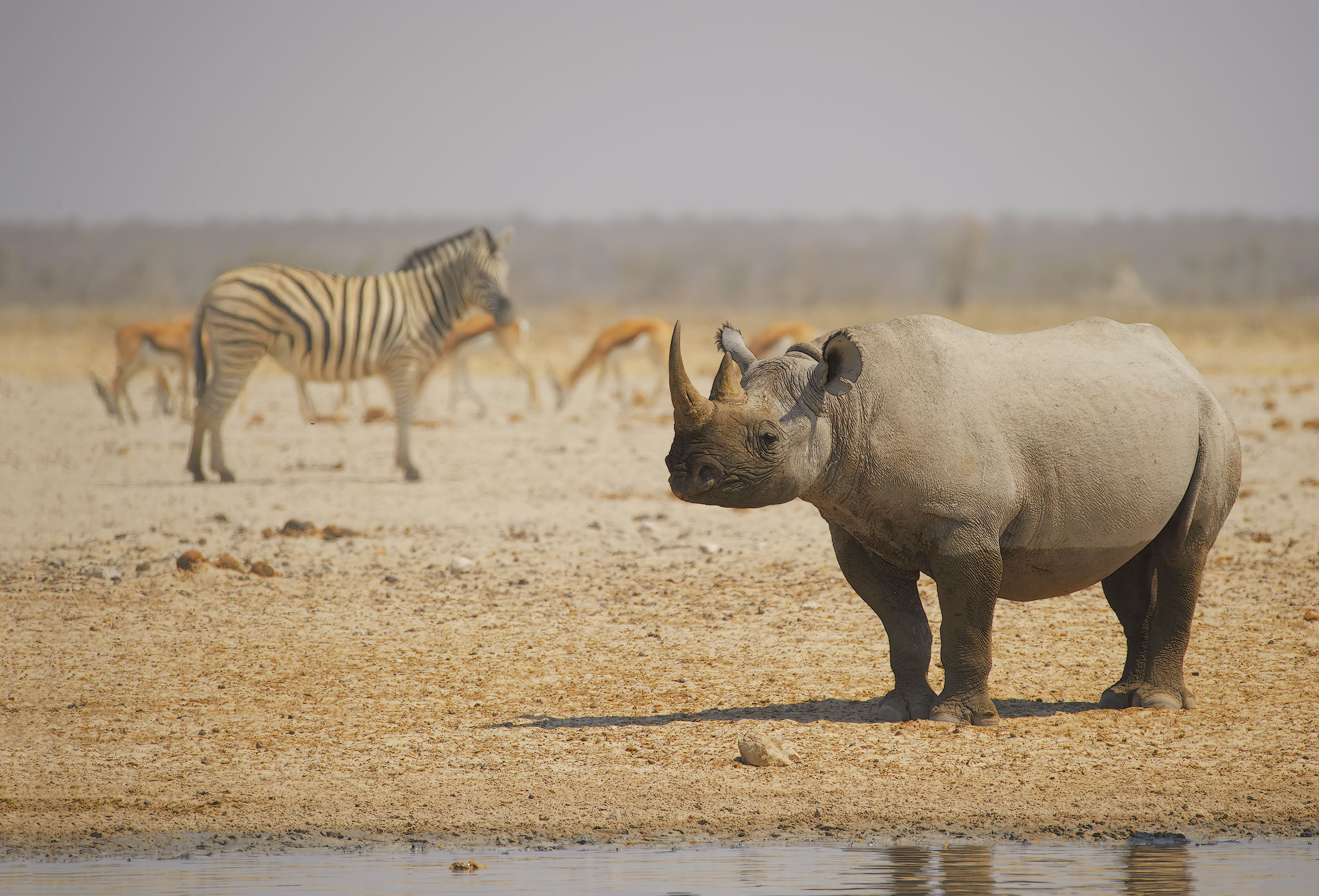 Black in the Etosha typicality