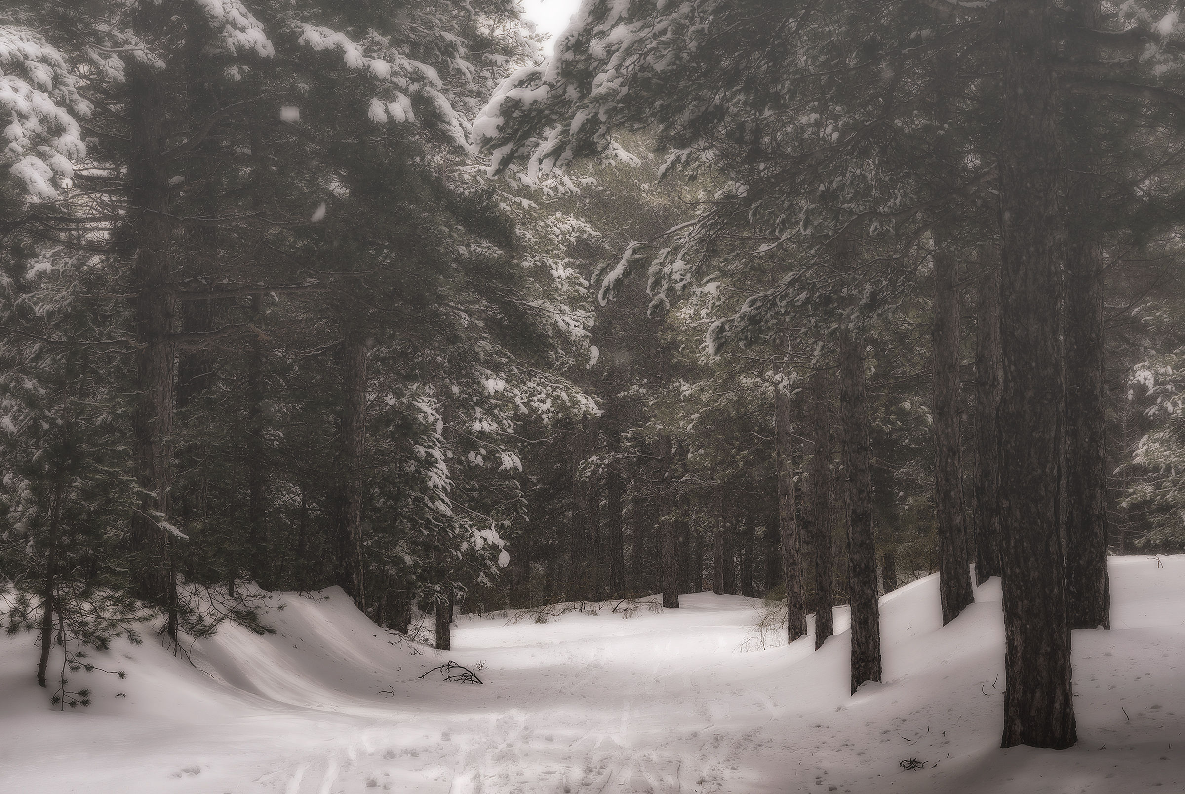 The fairy-tale forest