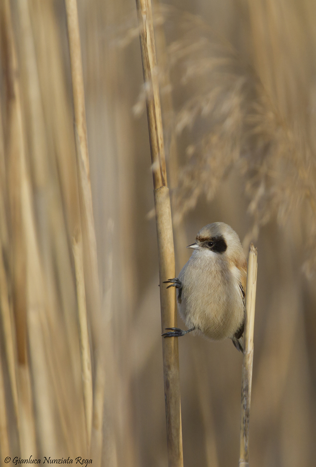 The floret of the reeds - Pendolino