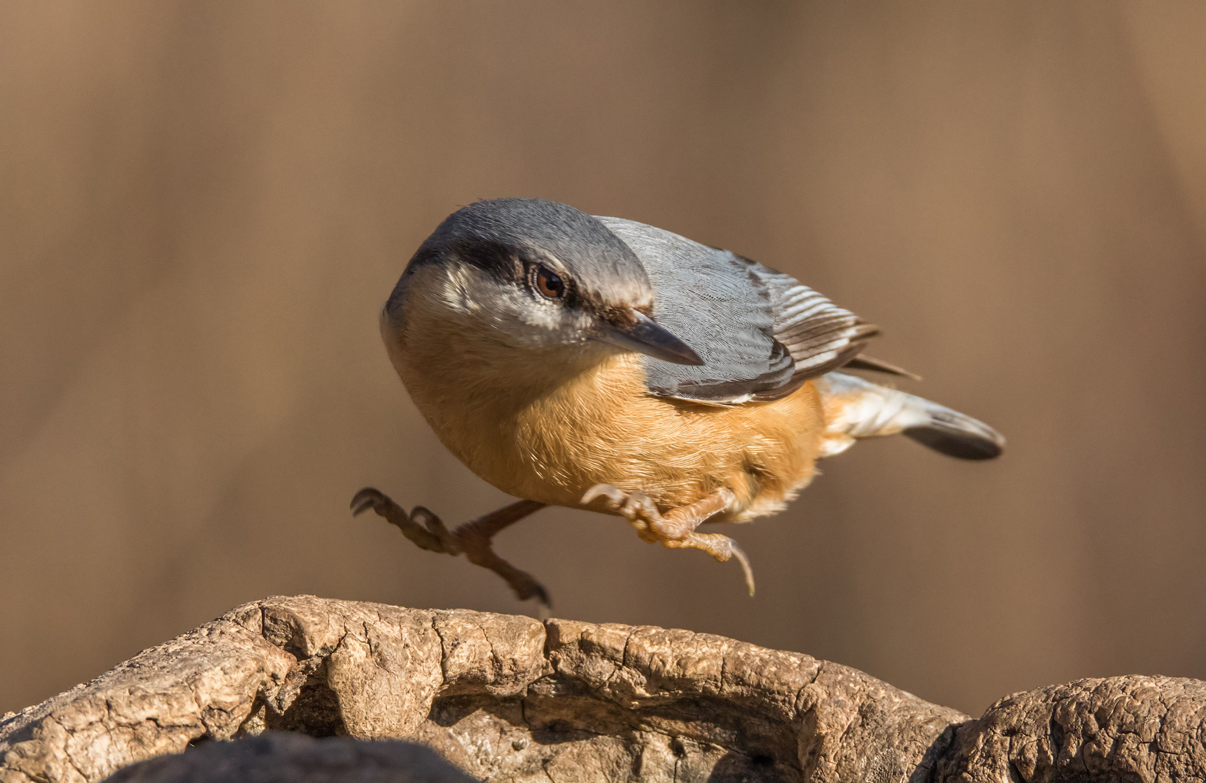 nuthatch